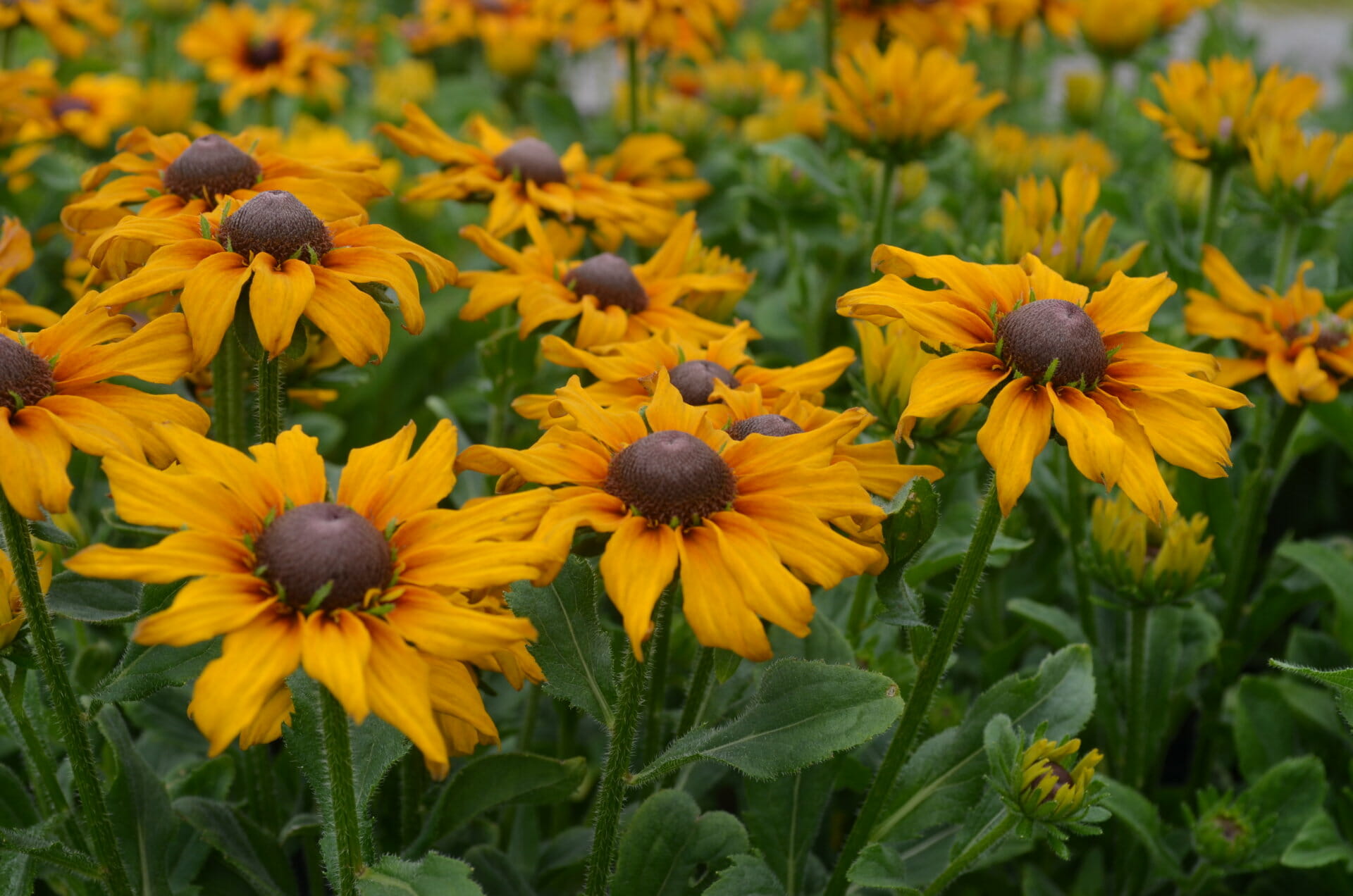 These are the best new perennial flowers for your garden in 2024