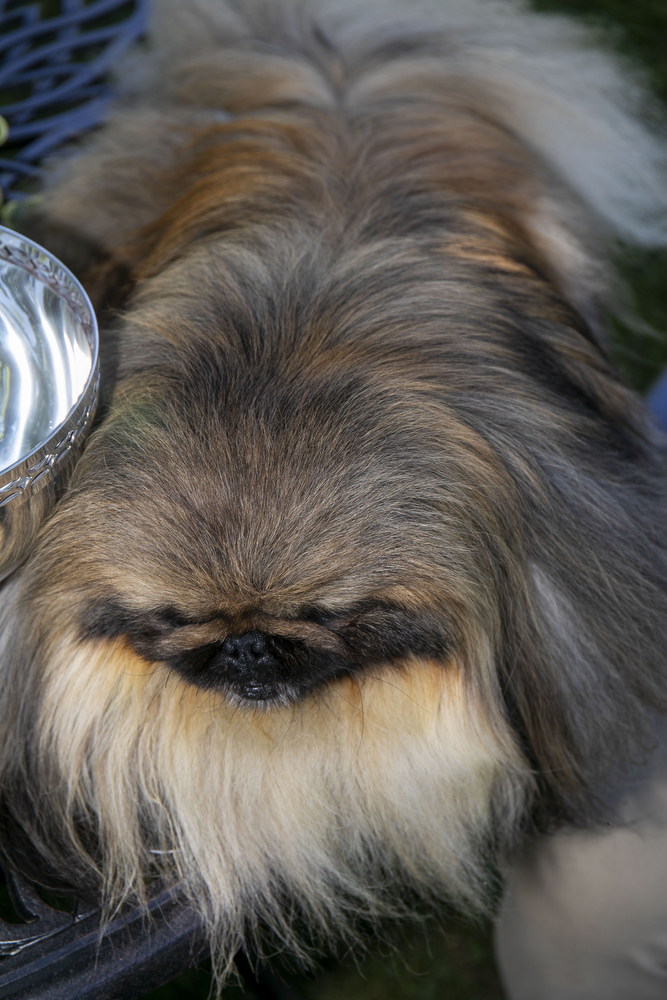 Wasabi won Best in Show at the 2021 Westminster Kennel Club Dog Show