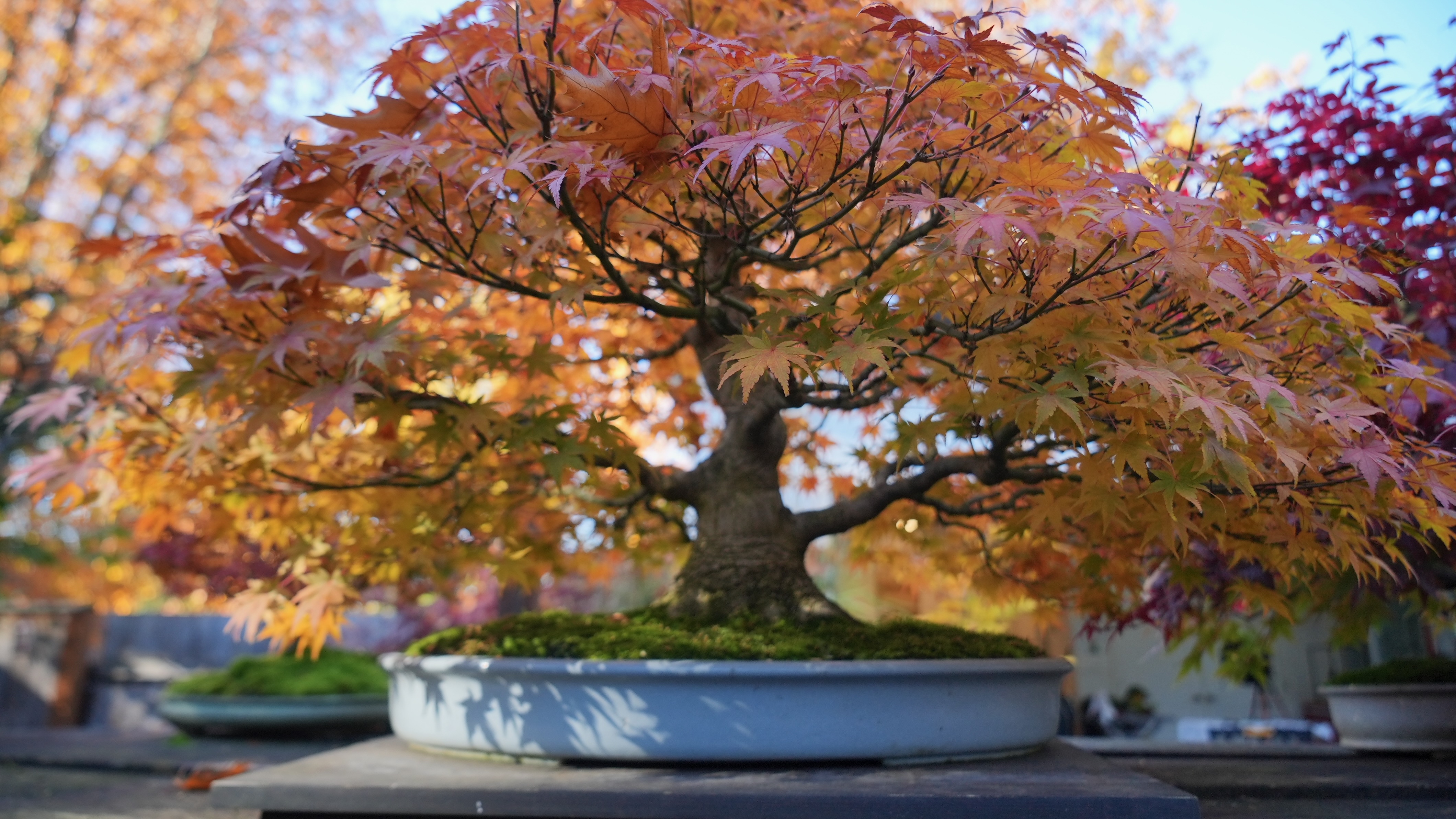 ficus benjamina variegata bonsai Weeping Fig Bonsai Tree | Ficus Benjamina