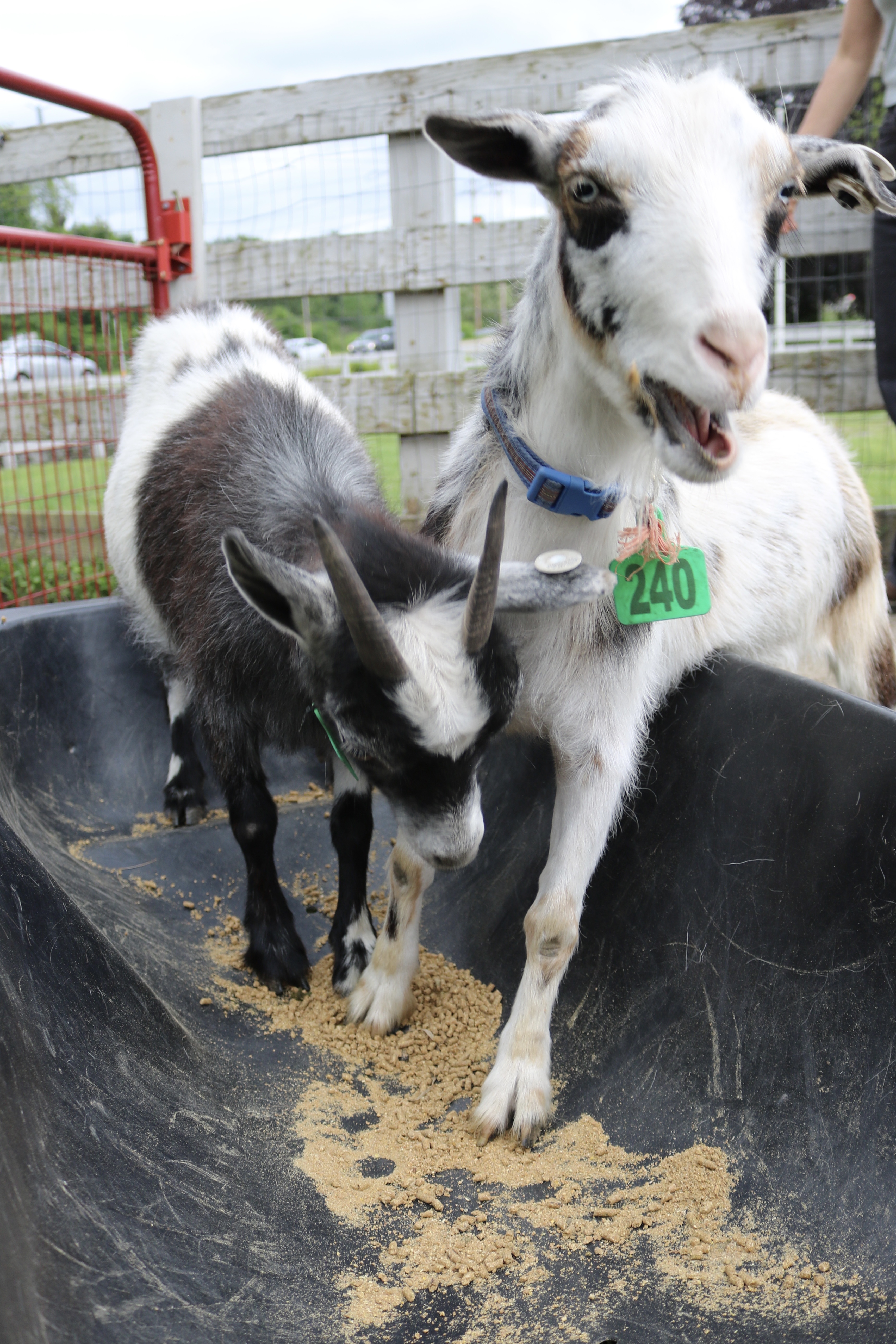 Free goats! Over 150 farm animals up for adoption after large WMass  surrender - masslive.com