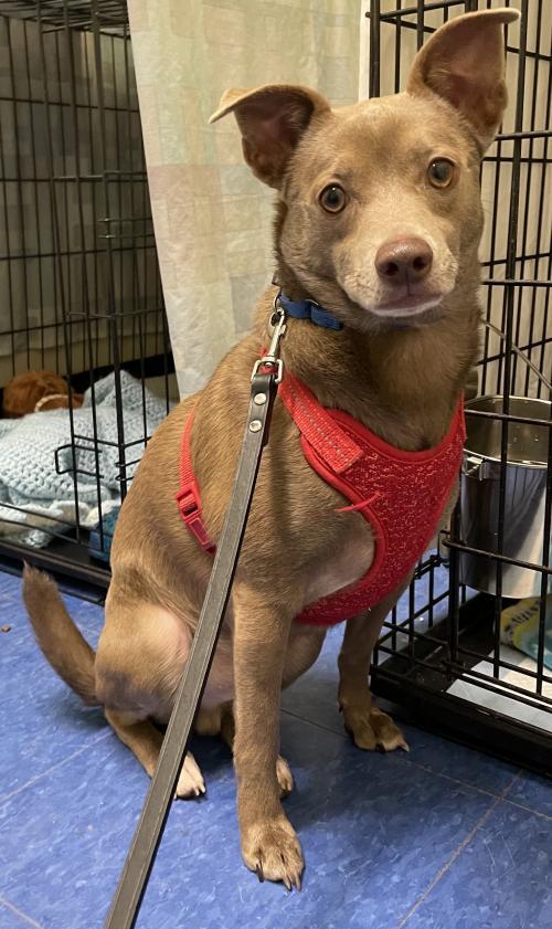 N.J. pets in need Dec. 6, 2021