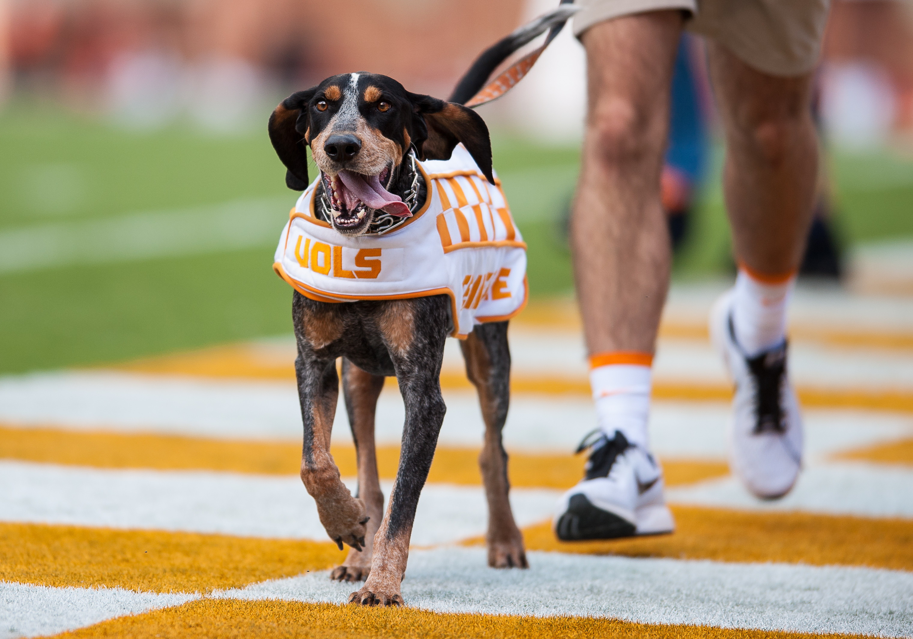 Tigers set to take on Vols in Orange Bowl