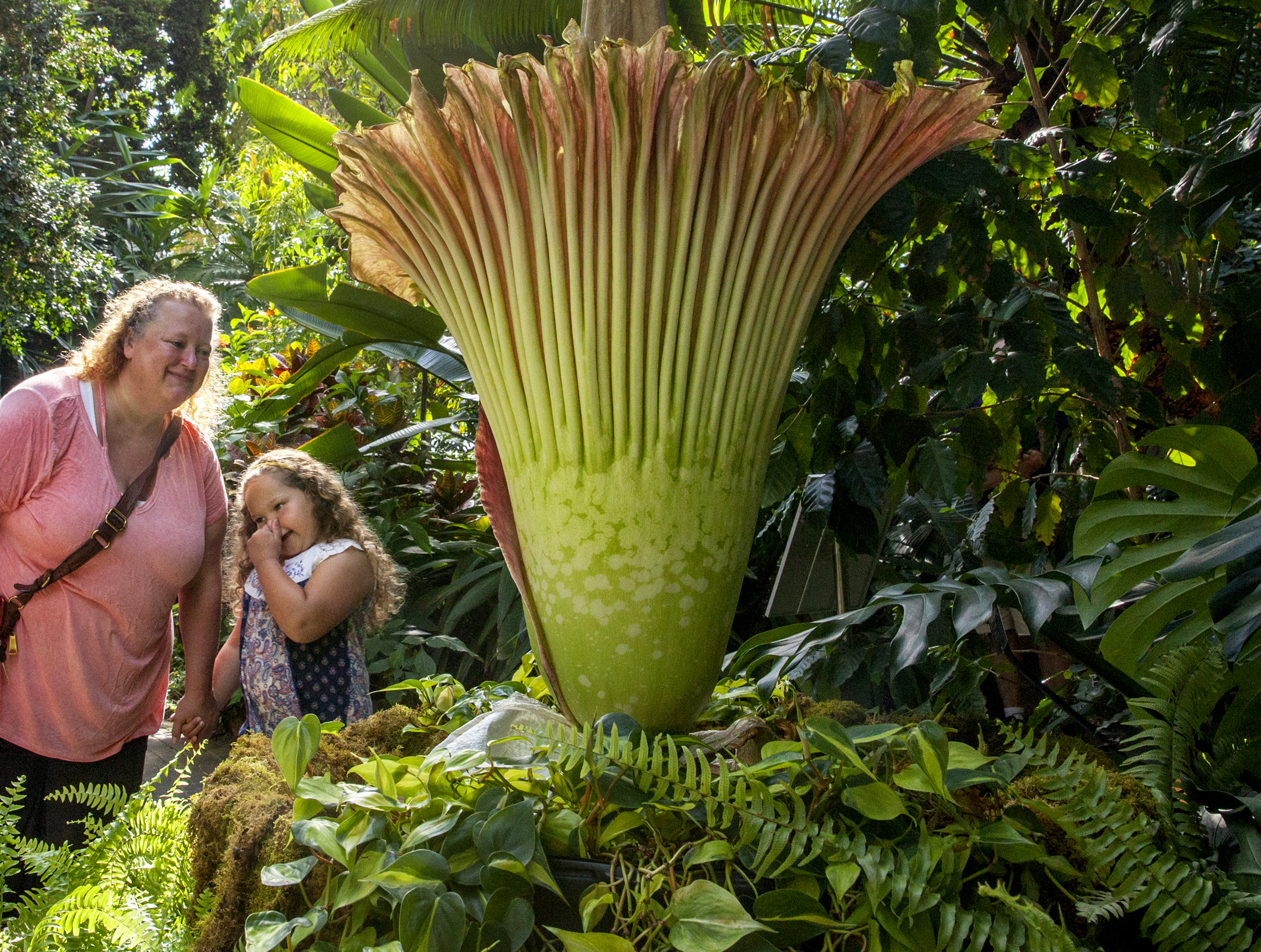 GVSU corpse flower that smells like 'roadkill' set to bloom at