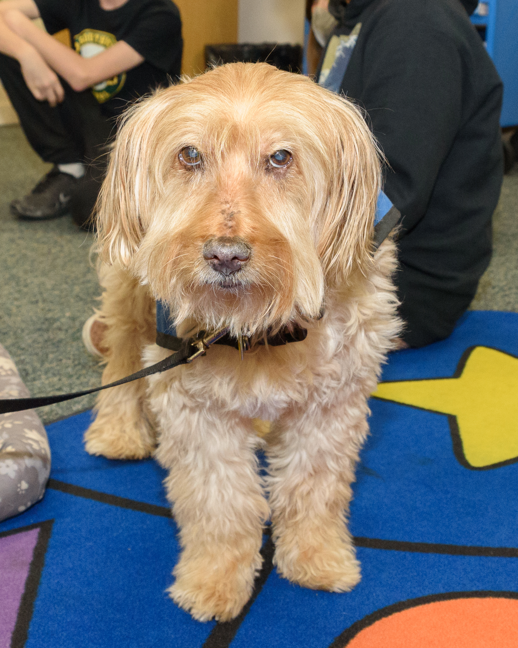 Southwick Library Read to a Dog masslive