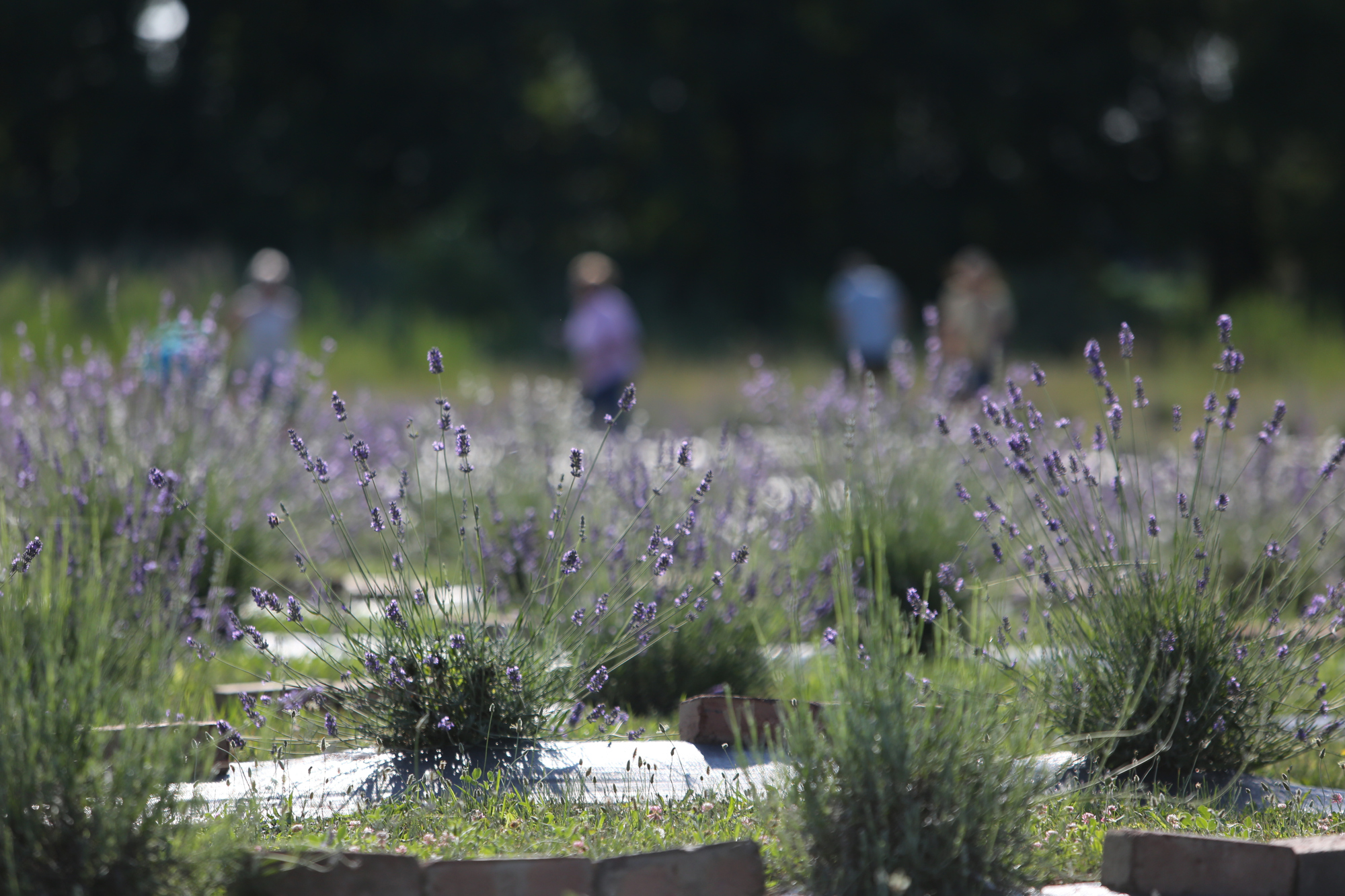 Lavender Trails Farm in Orrville