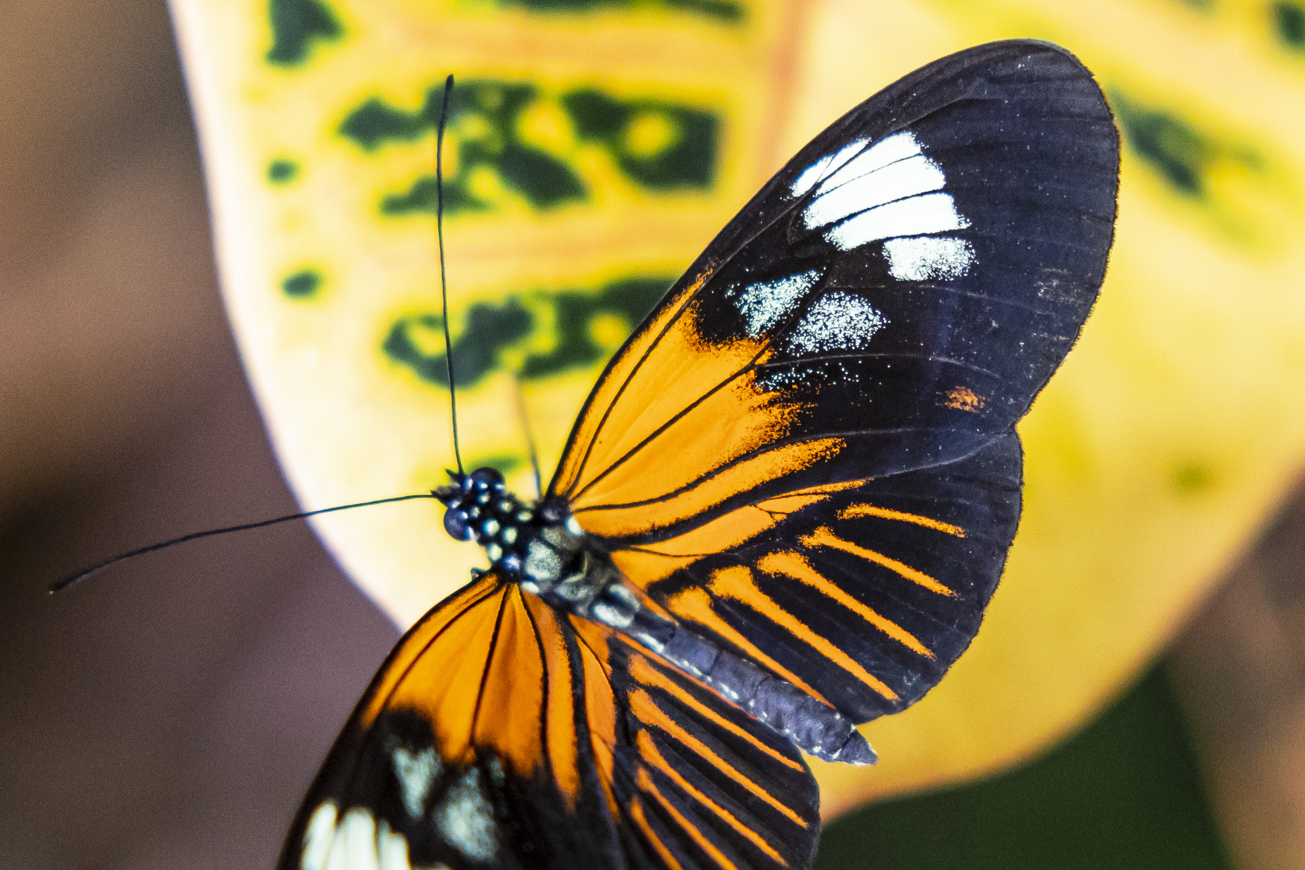 Midland Dow Gardens opens Butterflies in Bloom 2023
