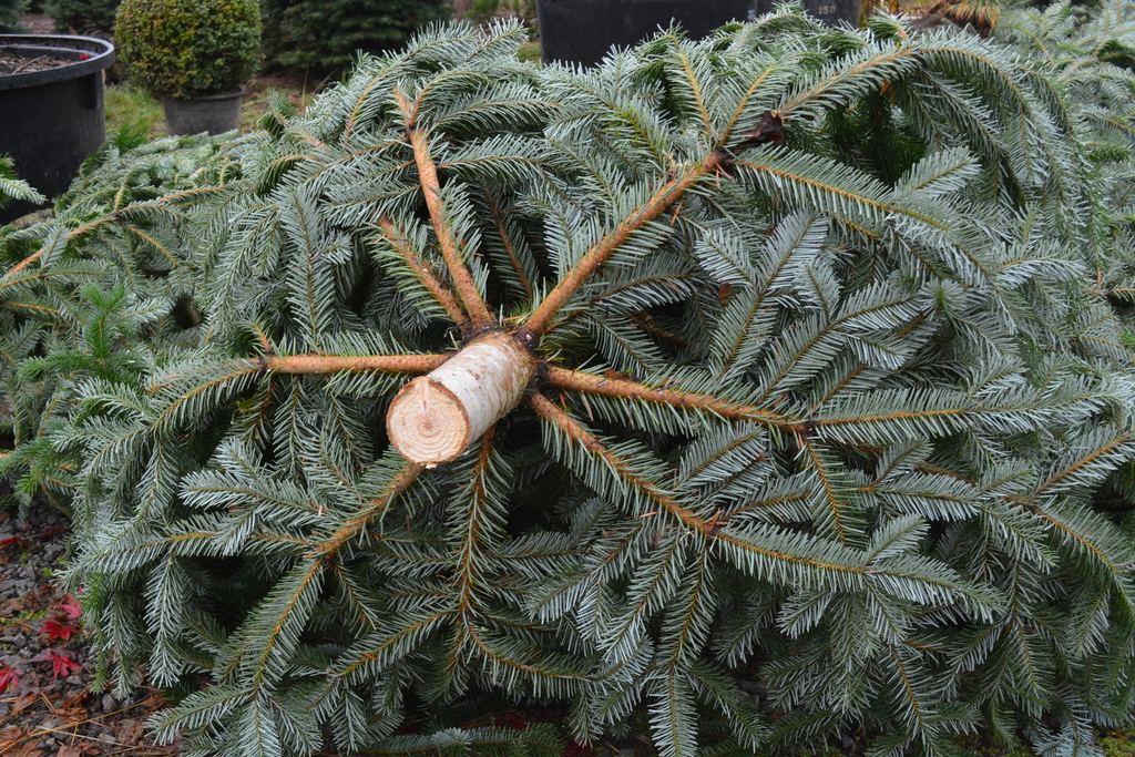 2020 Christmas trees in Oregon