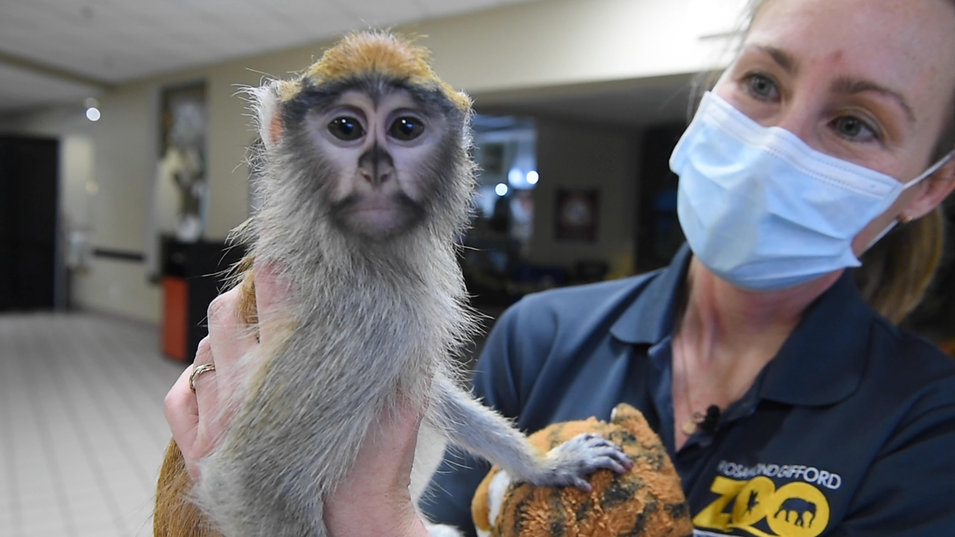 A Baby Monkey Is Orphaned At Syracuse S Zoo Can Humans Handle The Job Syracuse Com