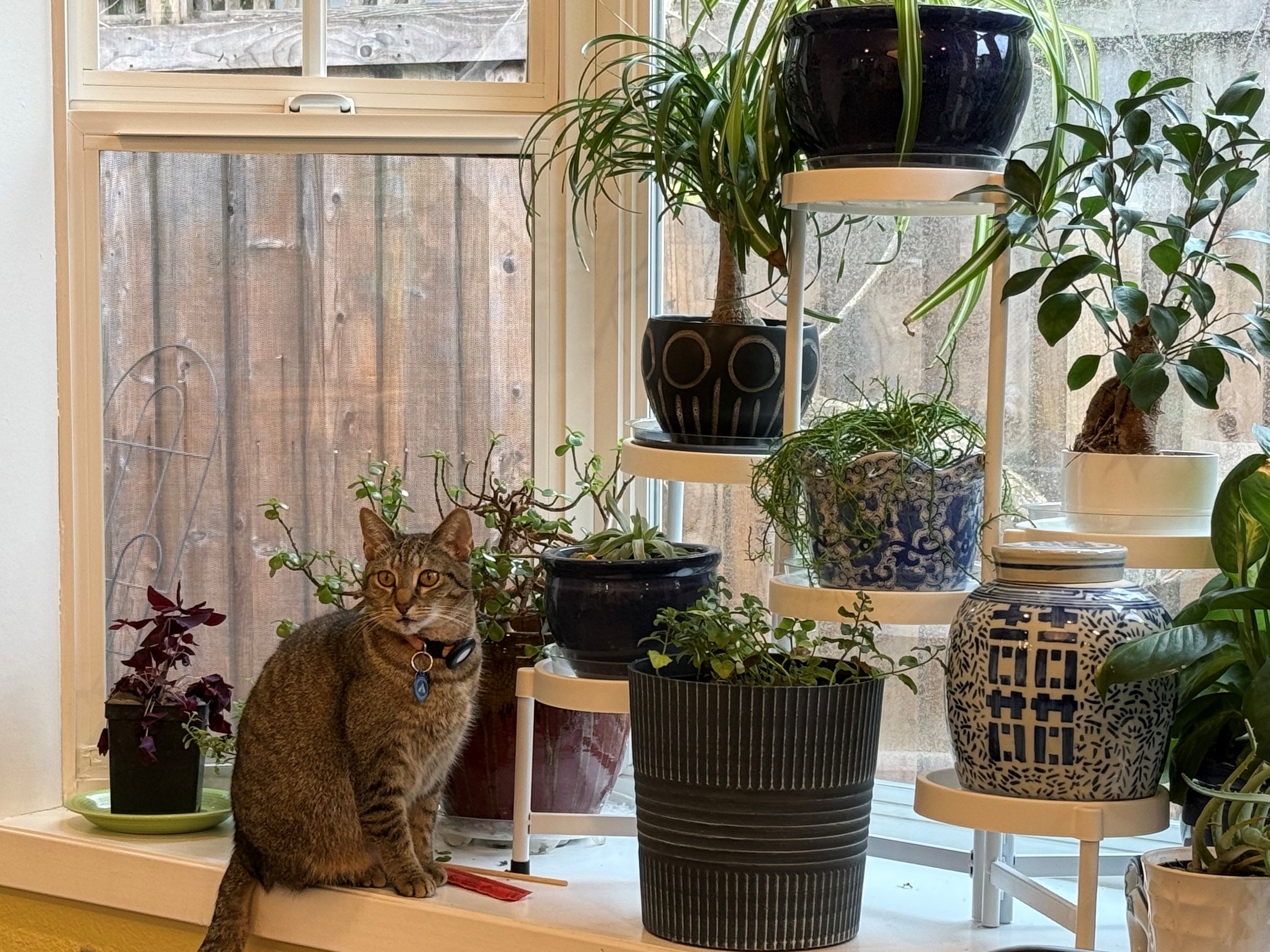 How to catproof your houseplants this winter - cleveland.com