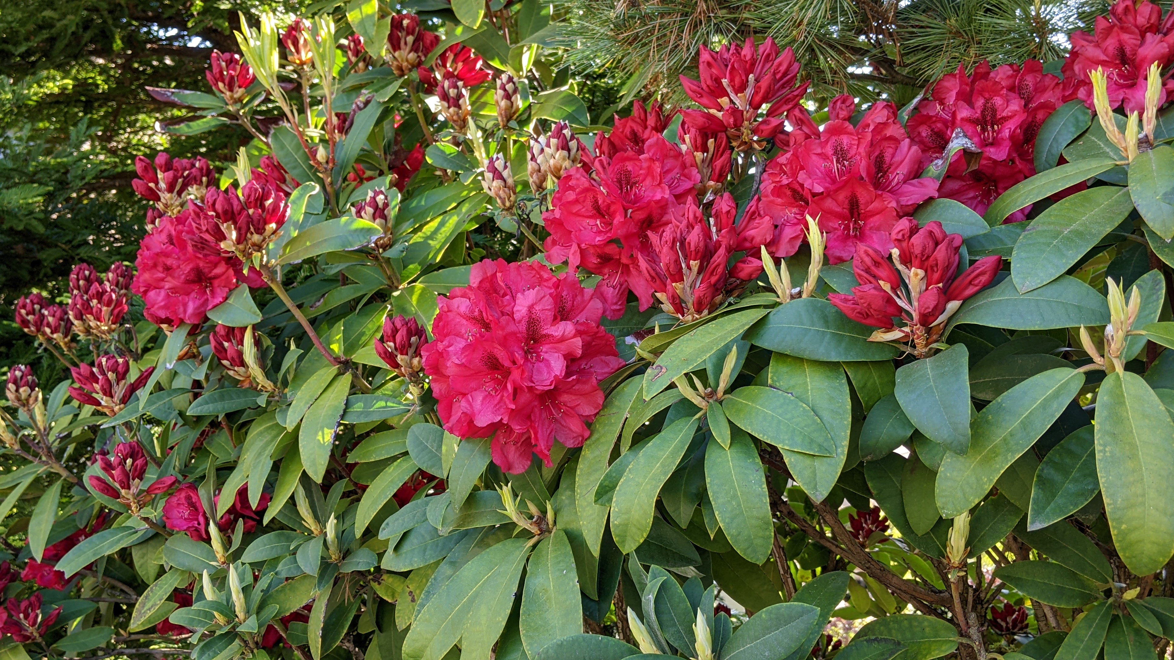 When to trim rhododendrons and azaleas? Should we wait for spring? Ask an  Extension expert - oregonlive.com