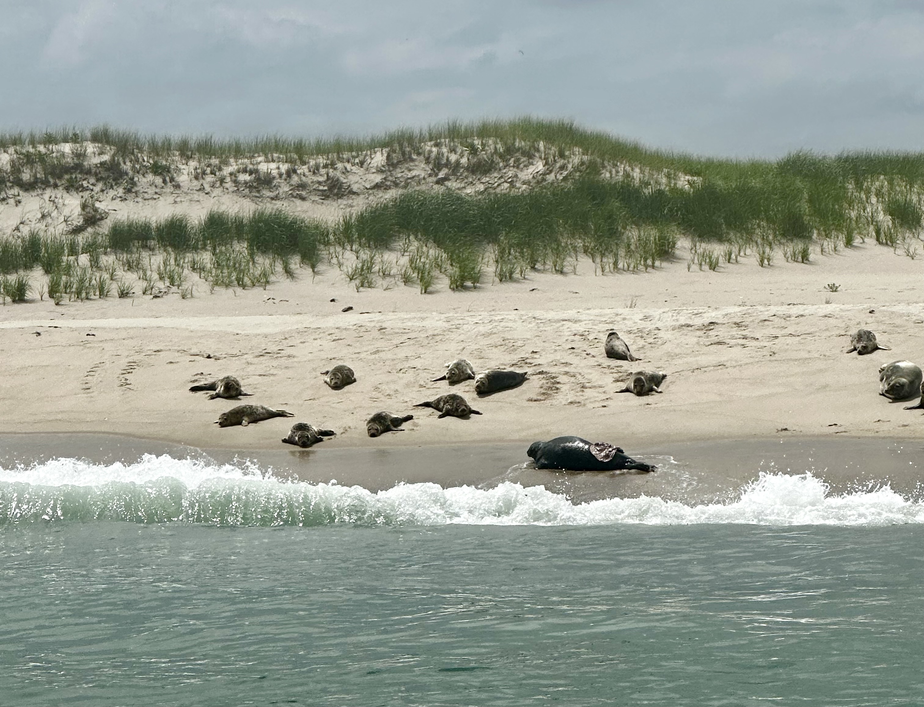 Conservation efforts have saved seals, but at what cost to Cape Cod  fishermen? 