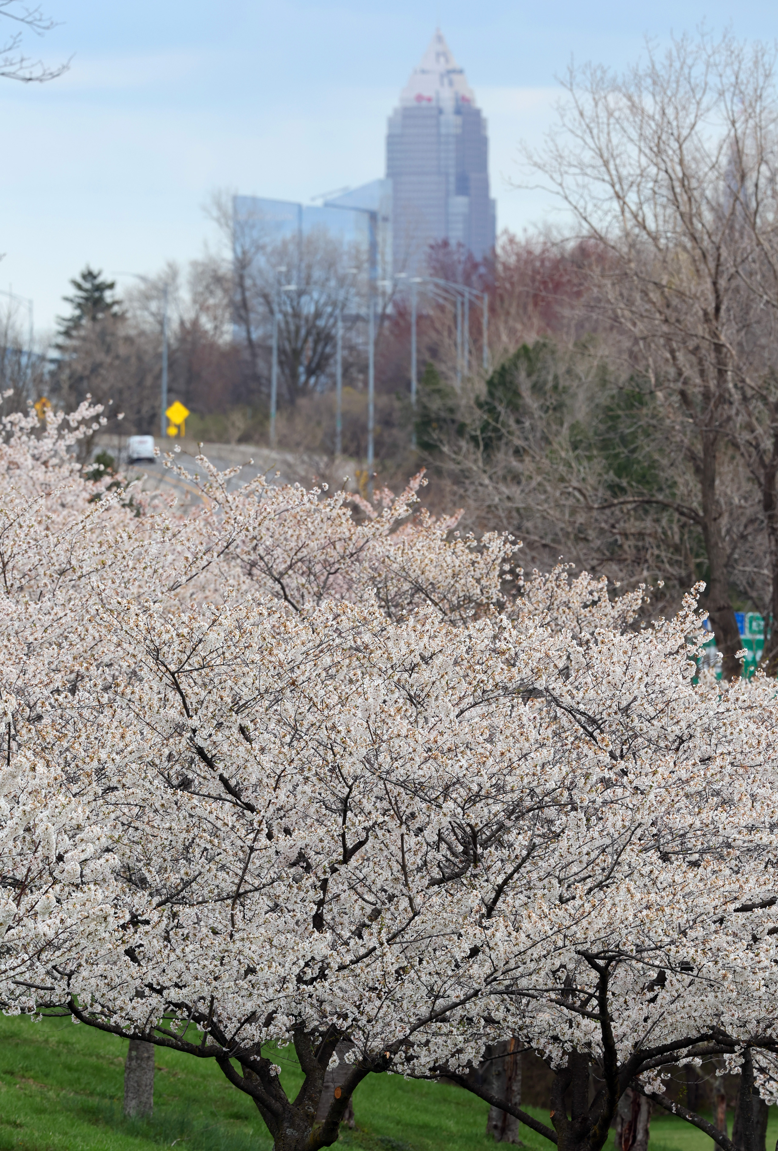 Spring in full bloom in Northeast Ohio - cleveland.com