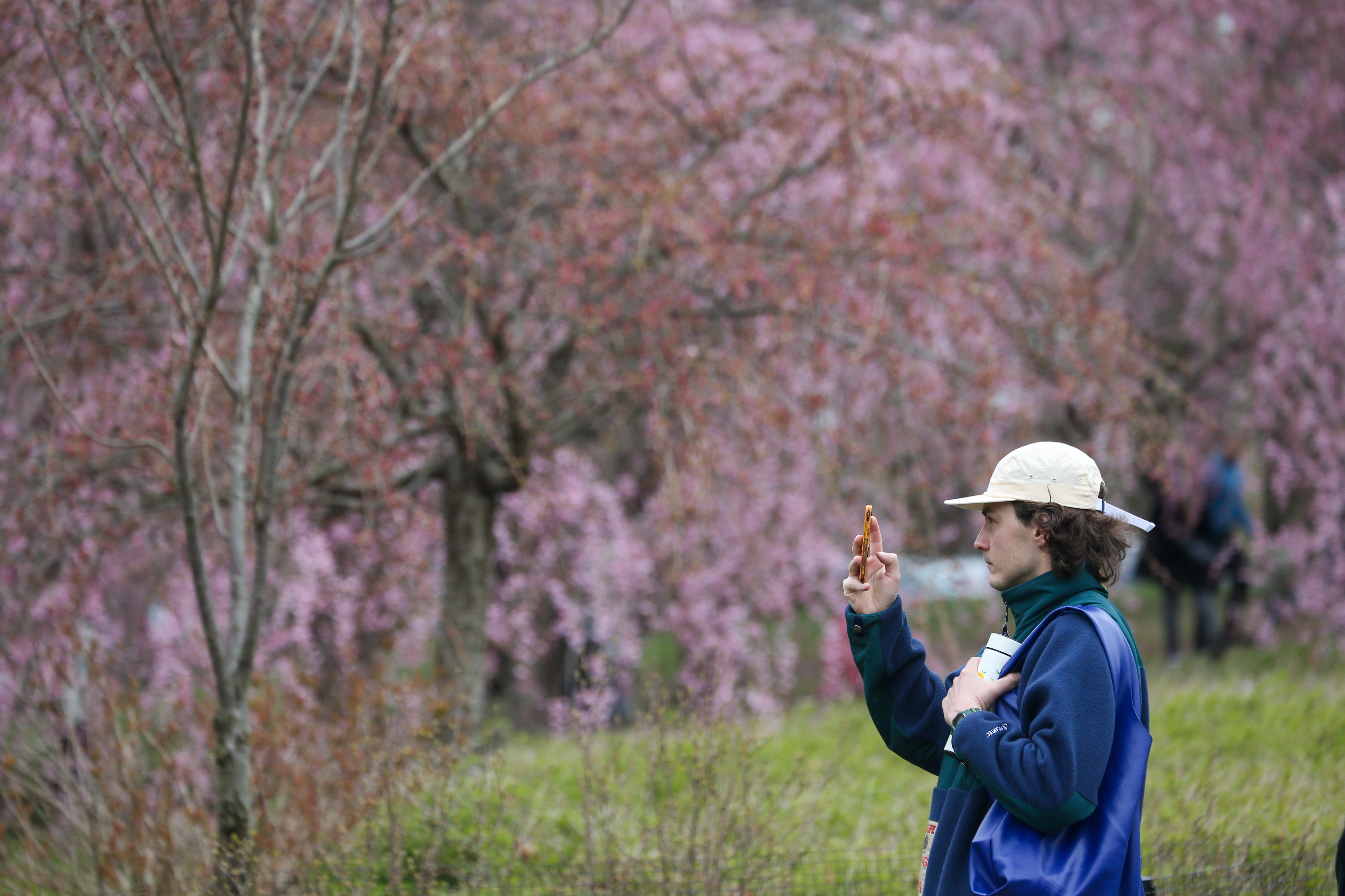 Newark's Cherry Blossom 2025 Bloomfest - nj.com