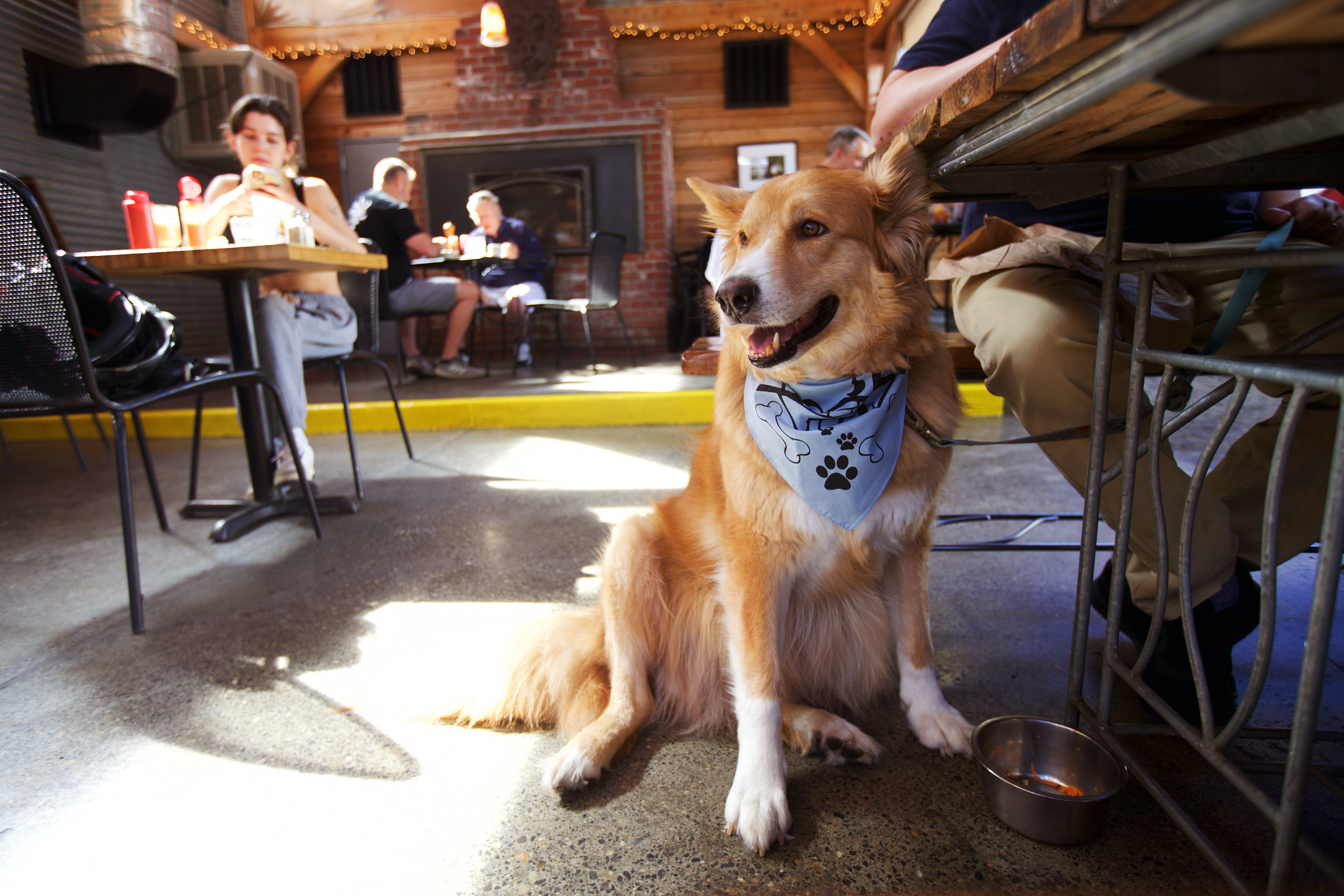 What restaurants allow store dogs