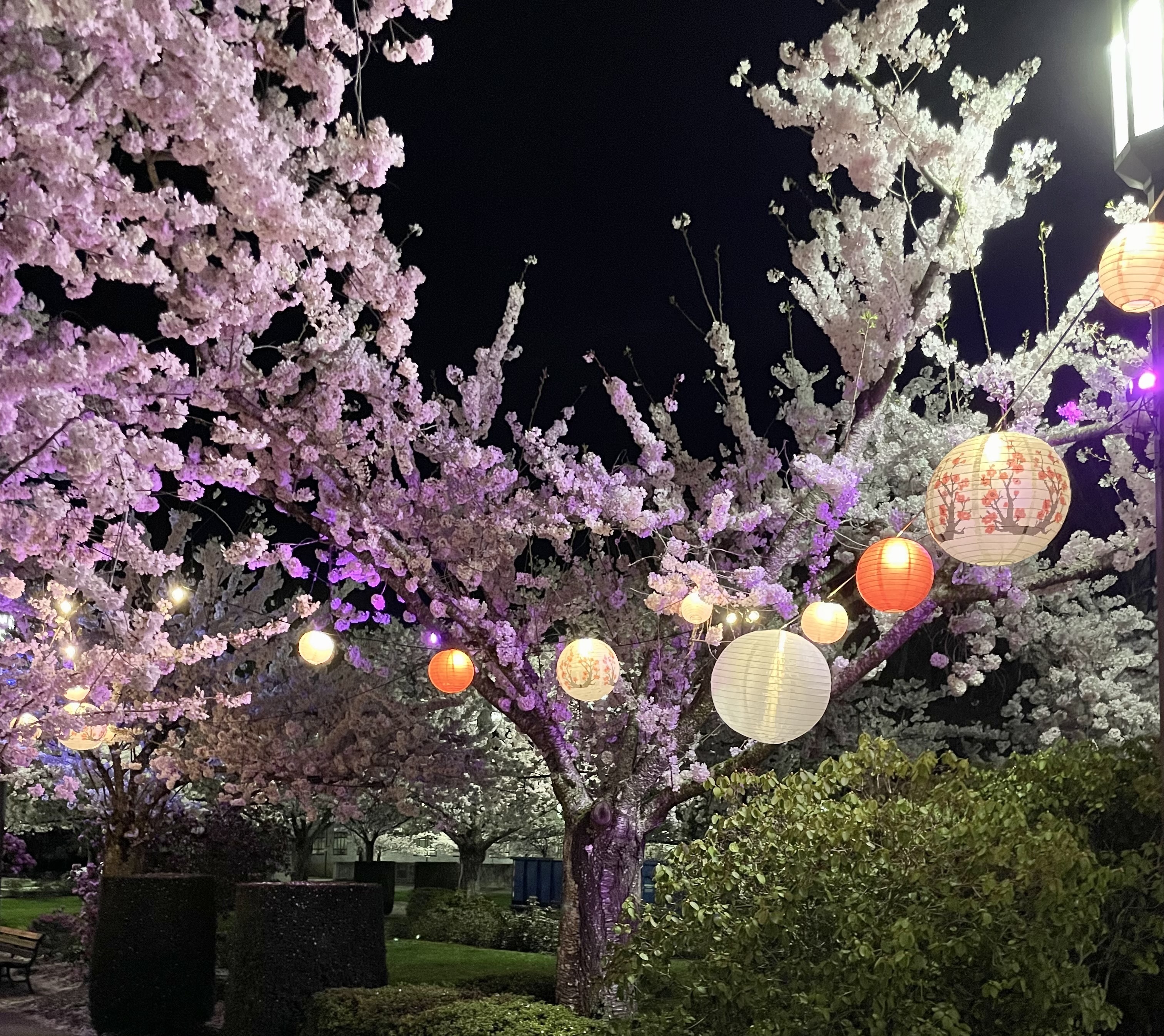 Cherry Blossom Day at Oregon's Capitol - oregonlive.com