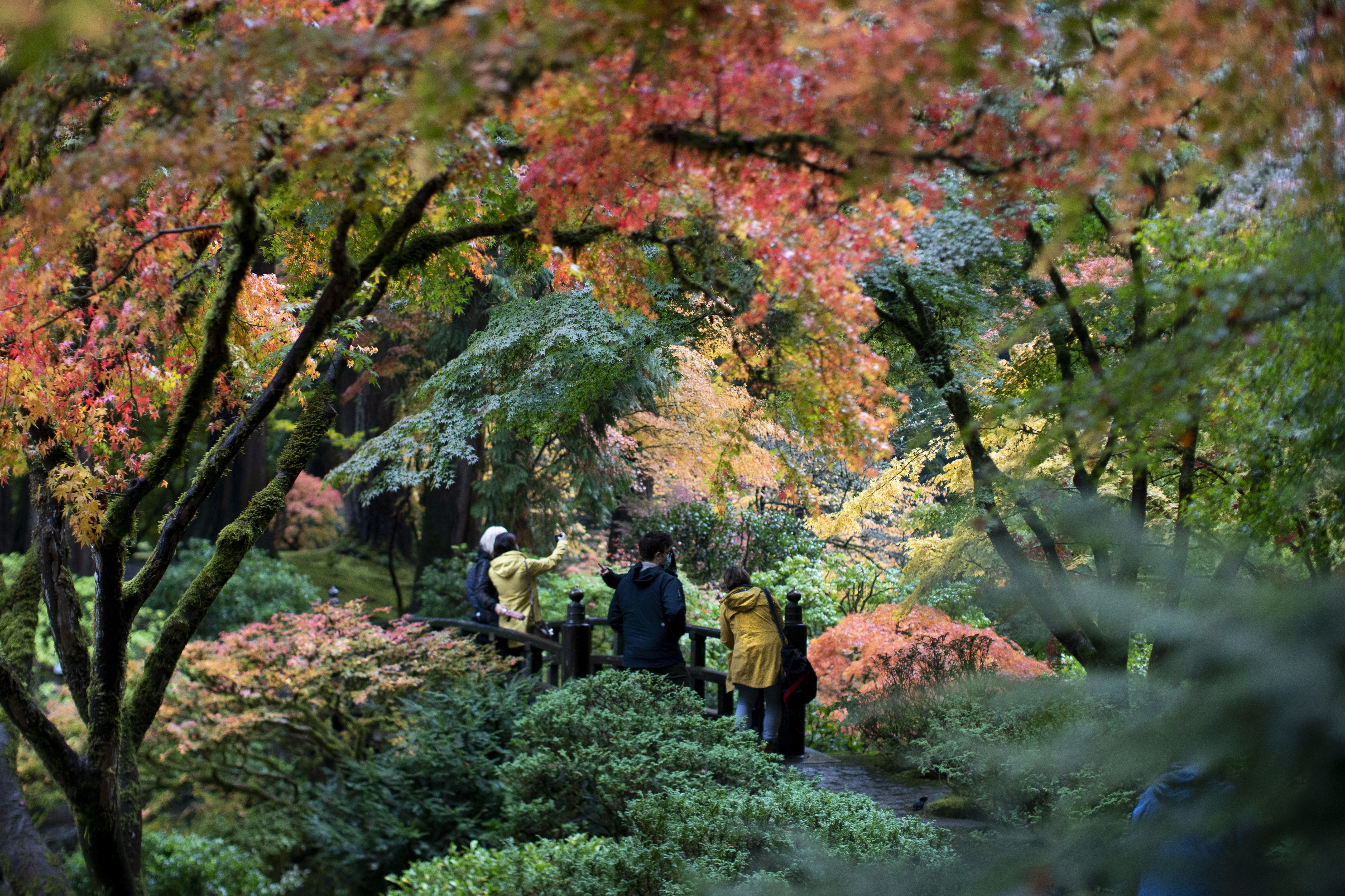 Fall foliage in Portland - oregonlive.com
