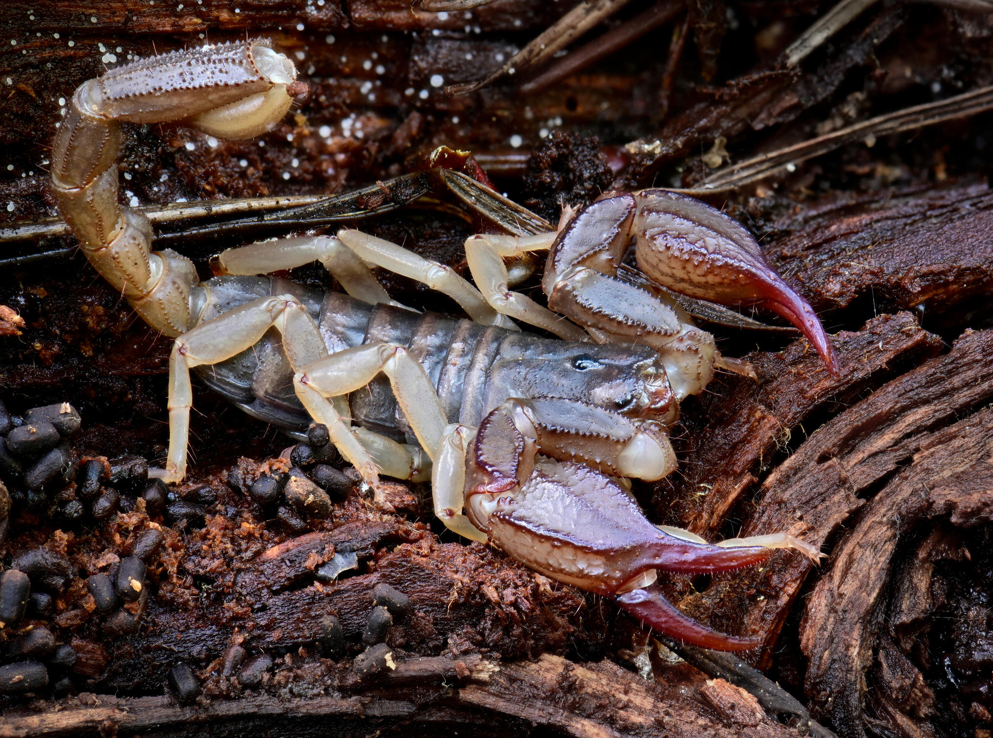 米軍実物放出品UNITEDJOIN.FORCISAPECS.ScorpIon. s-l1200.jpg