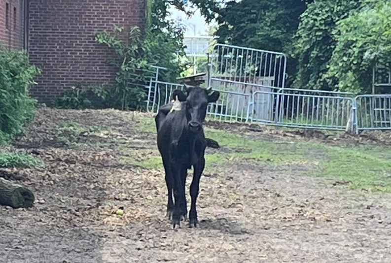 The Snorting Bull: Wandering.