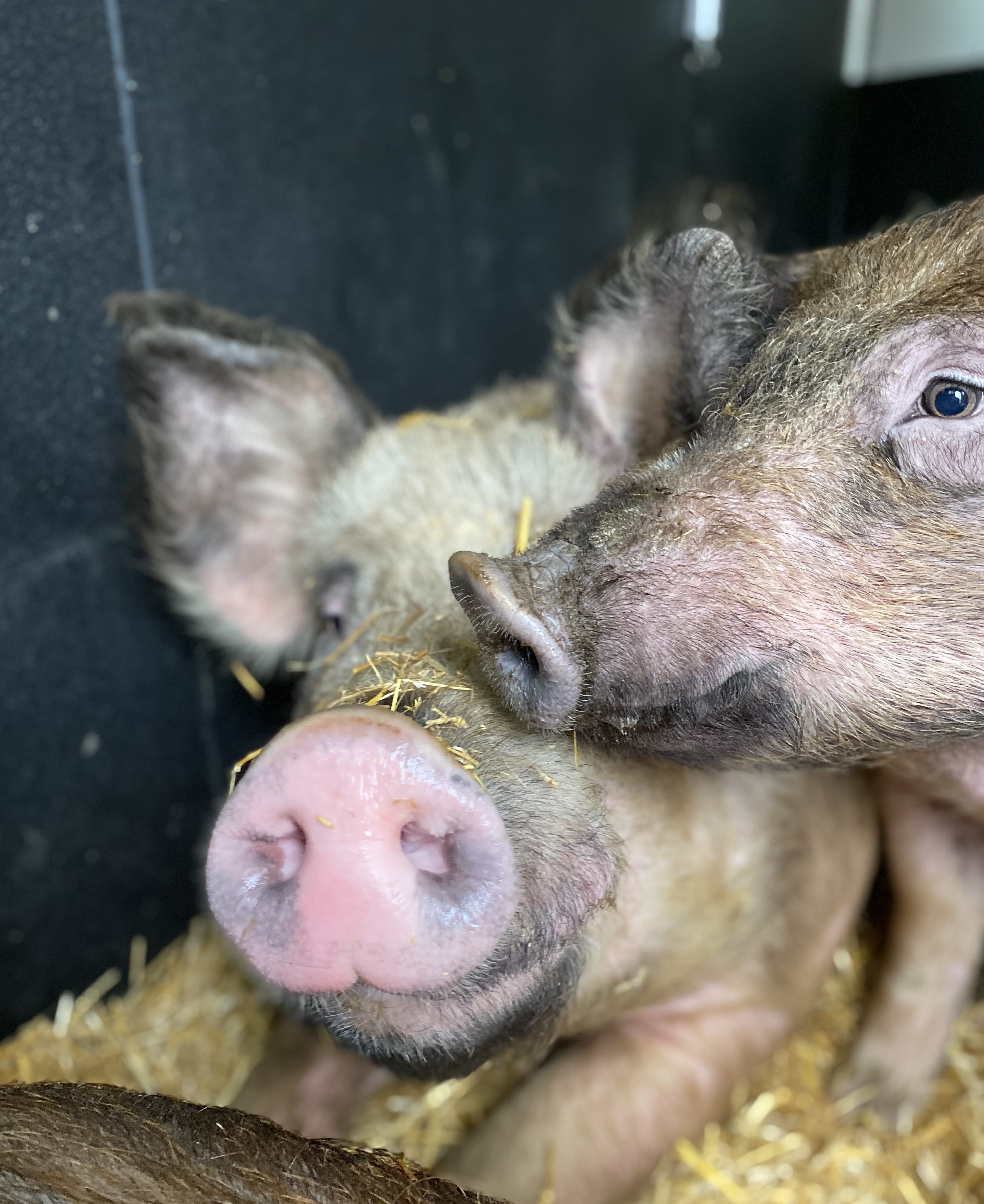Rescued pigs dubbed 'the Saginaw Six' find new homes at