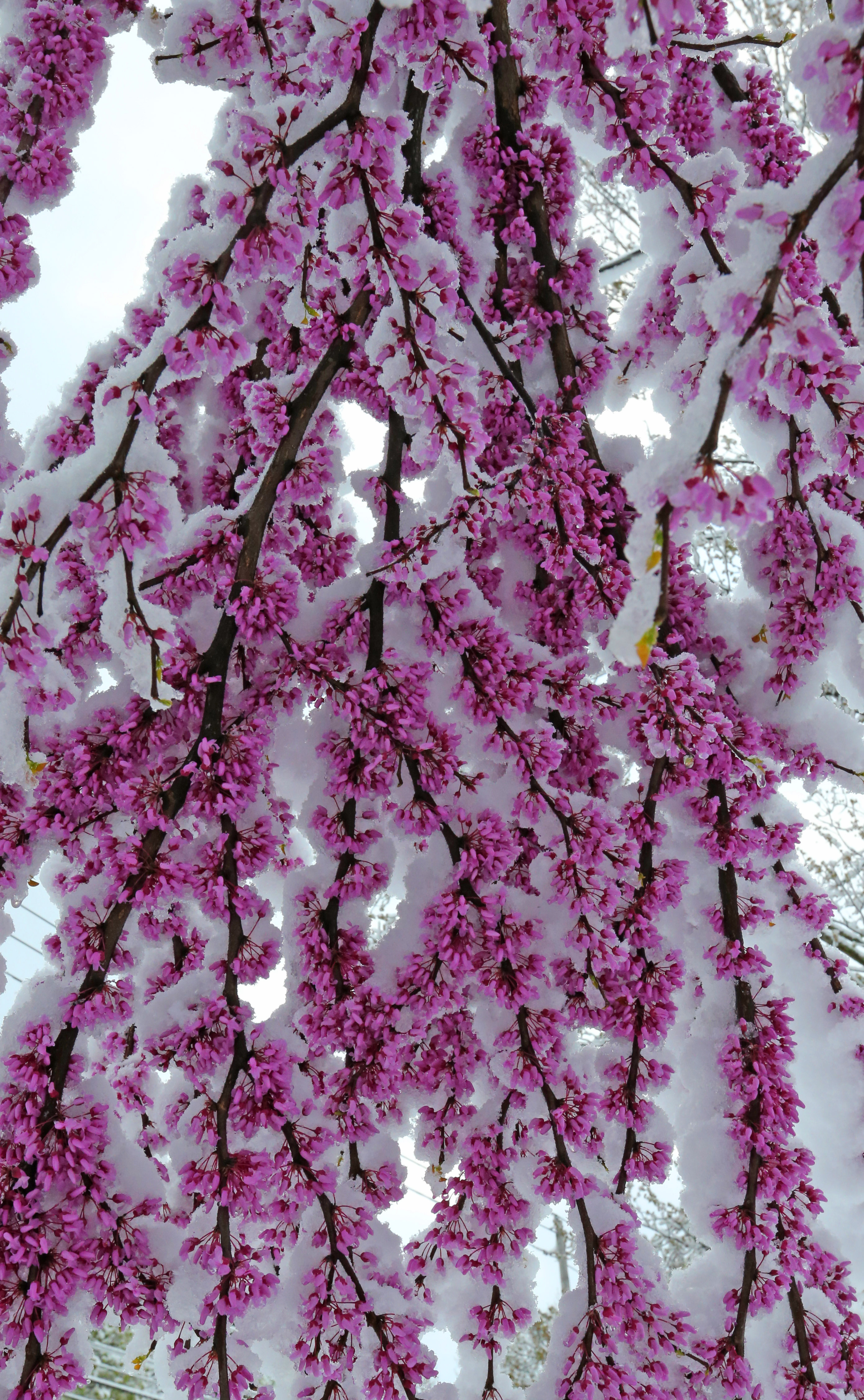 Late spring snow blankets Northeast Ohio, April 21, 2021 - cleveland.com