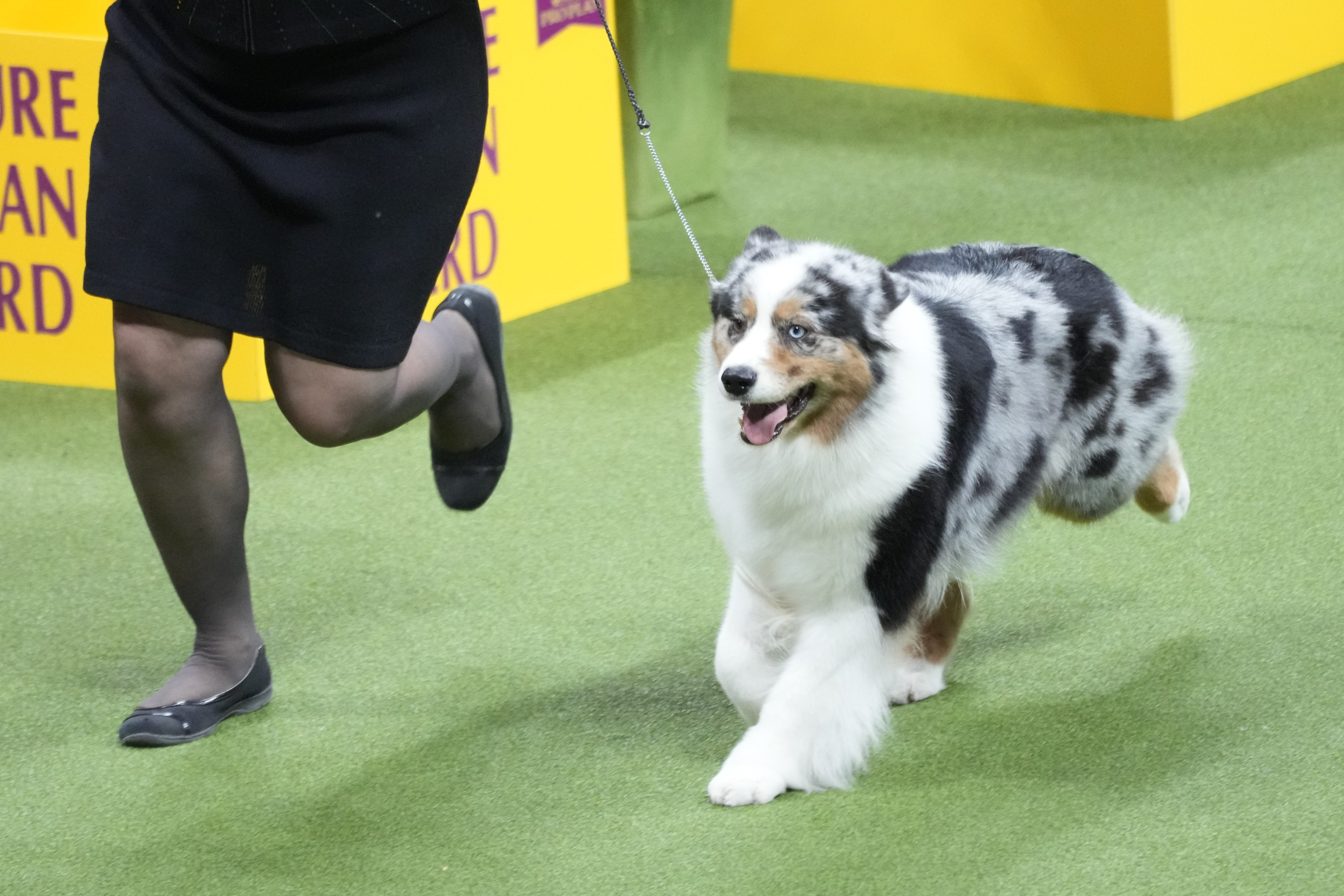 Westminster Dog Show Free live stream, TV schedule for Best in Show winner 