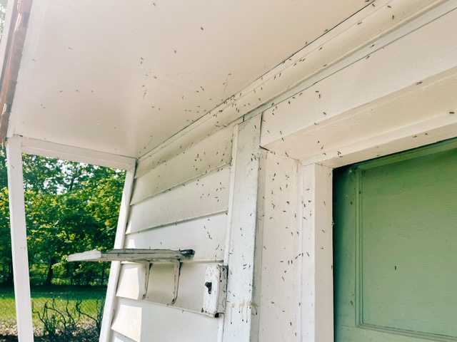 Midges return as Guardians prepare to face Yankees in ALDS