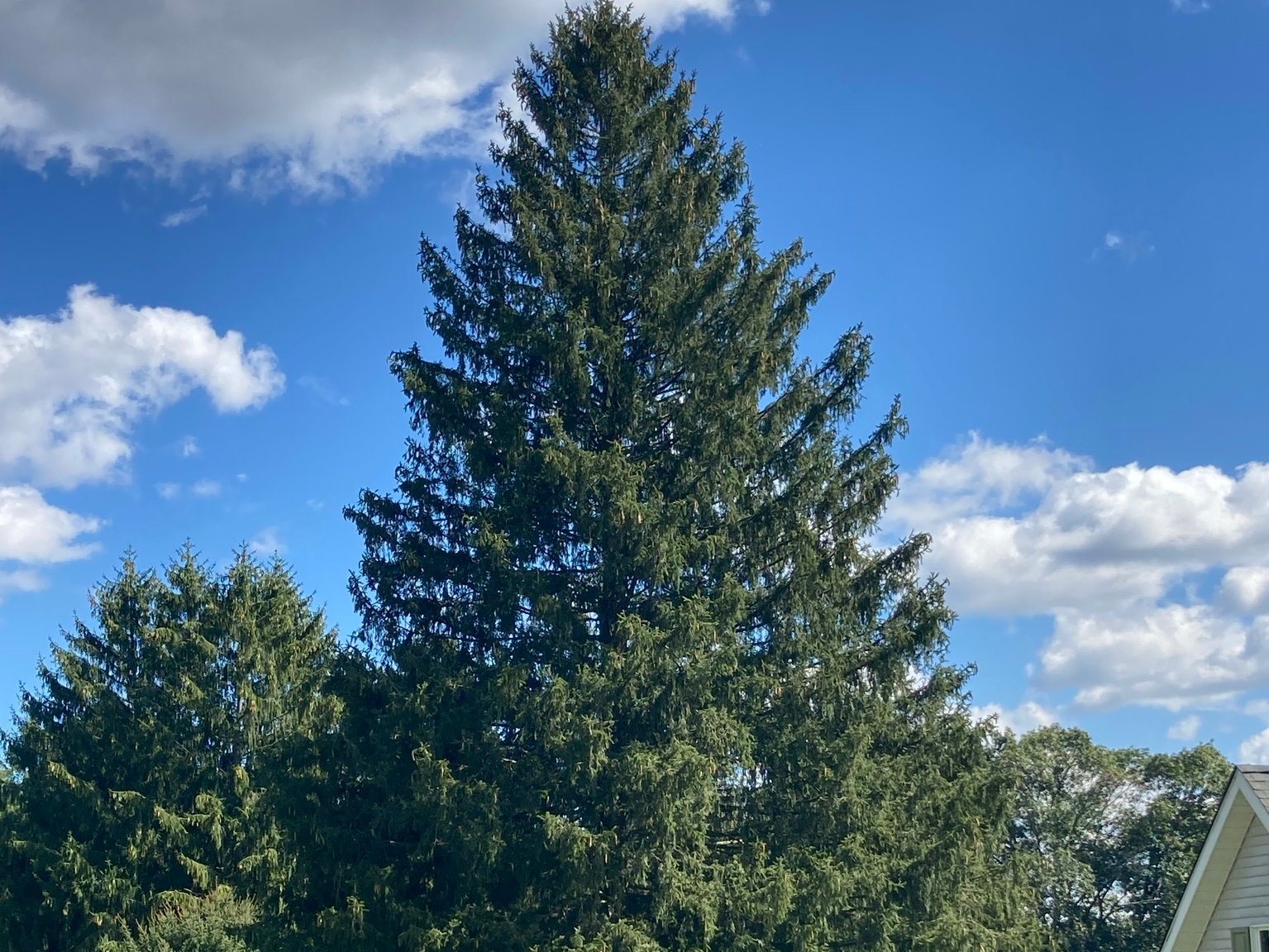 2021 Rockefeller Center Christmas Tree Arrives In Nyc Saturday Silive Com