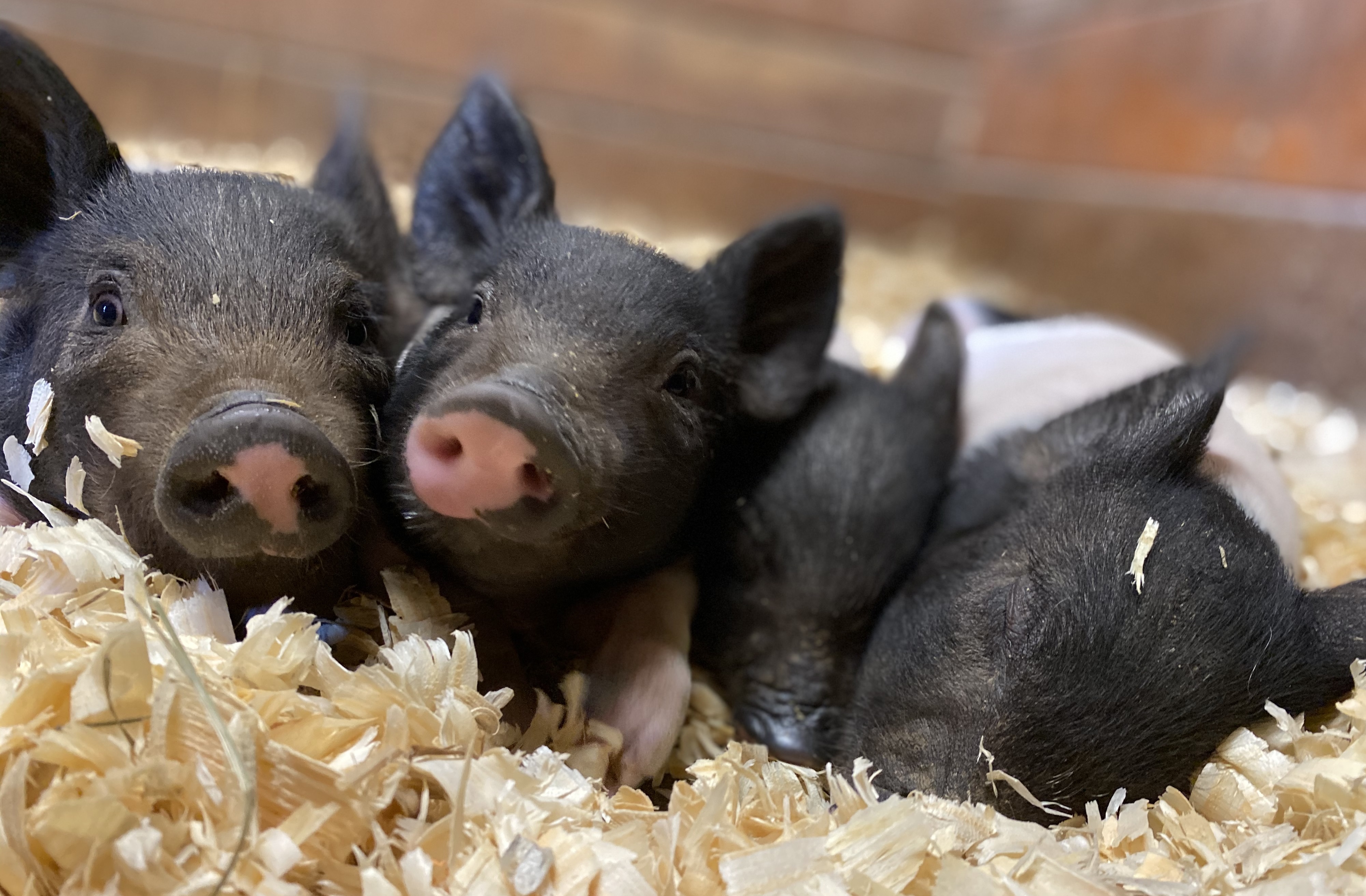 Rescued pigs dubbed 'the Saginaw Six' find new homes at