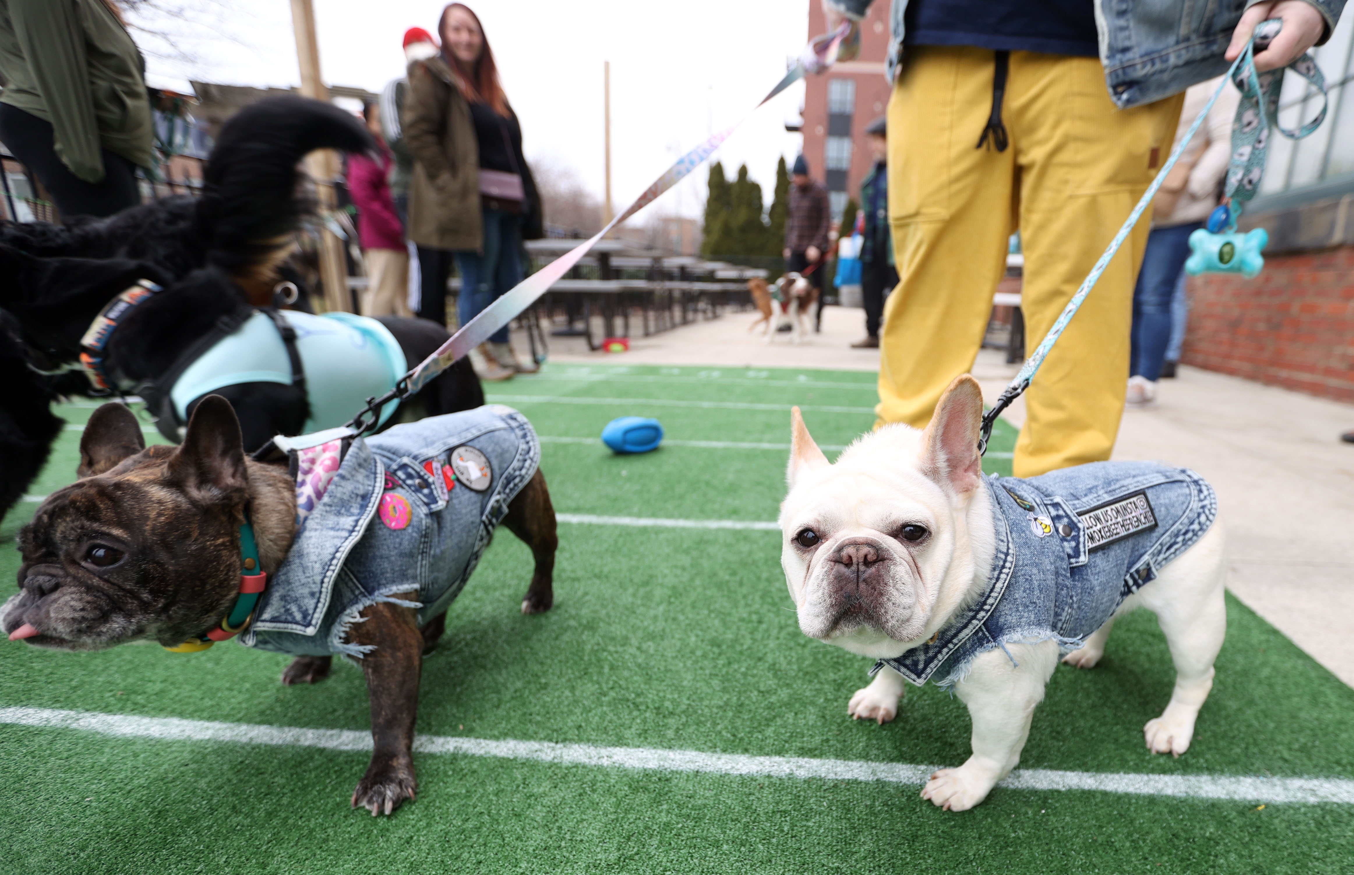 Puppy Bowl at Terrestrial Brewing Company, February 11, 2024 ...