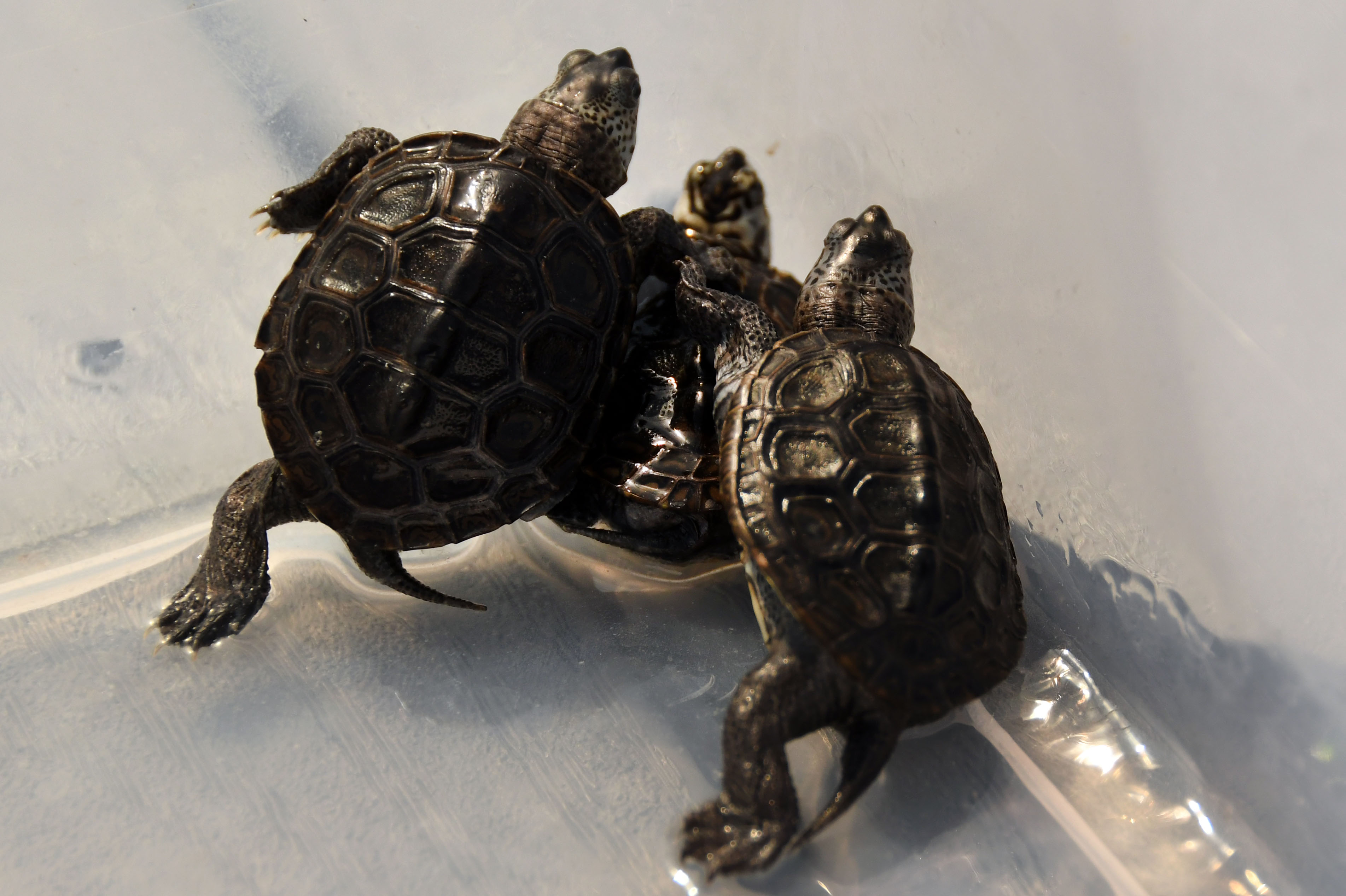 Tiny Turtles and Salmonella - StoryMD