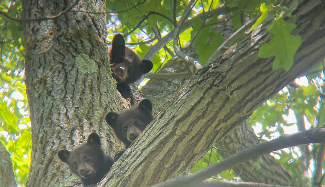 Pa. game warden ‘beary’ busy with 7 bruin encounters in a few days