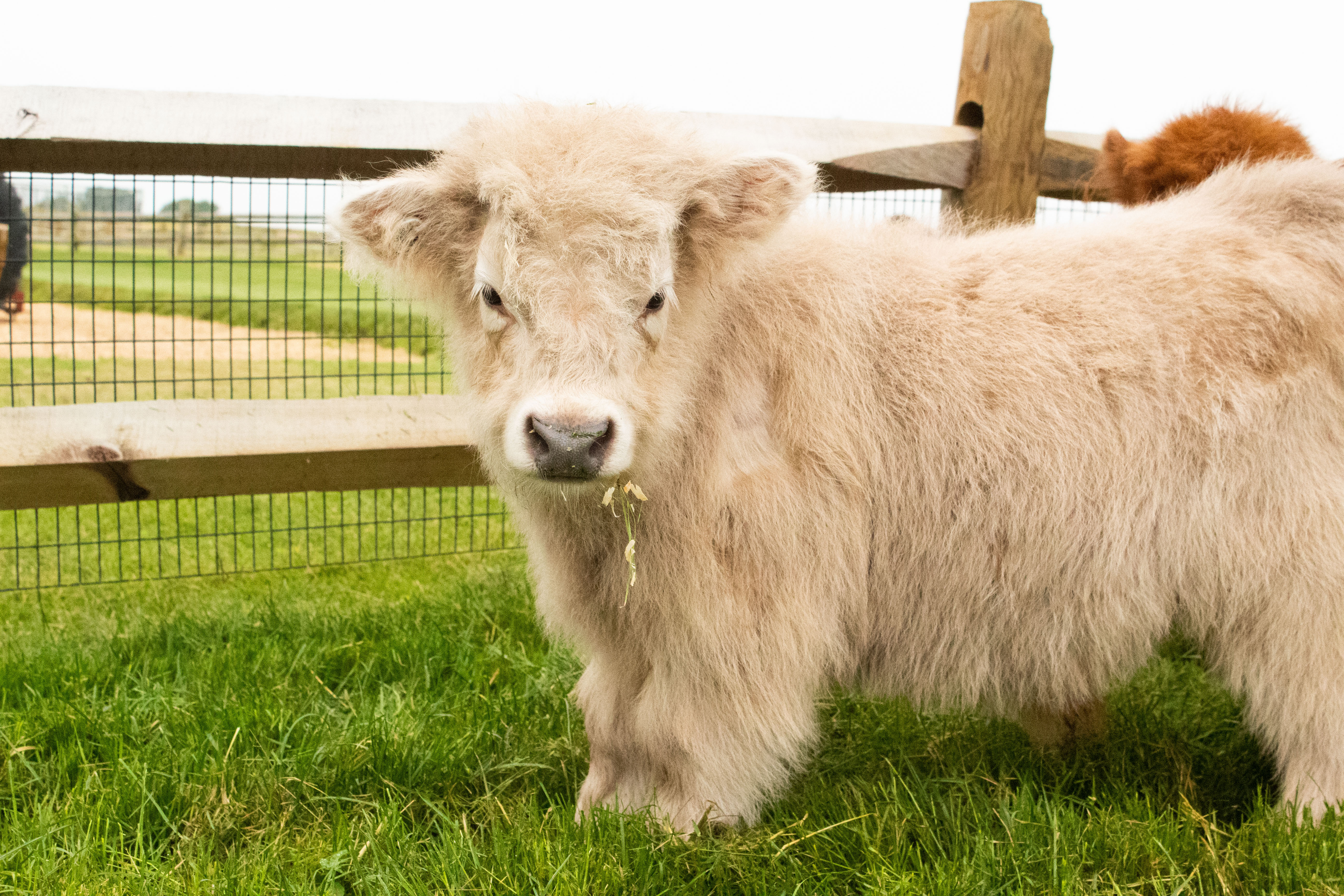 mini highland cattle - Google Search  Mini cows, Miniature cattle, Fluffy  cows