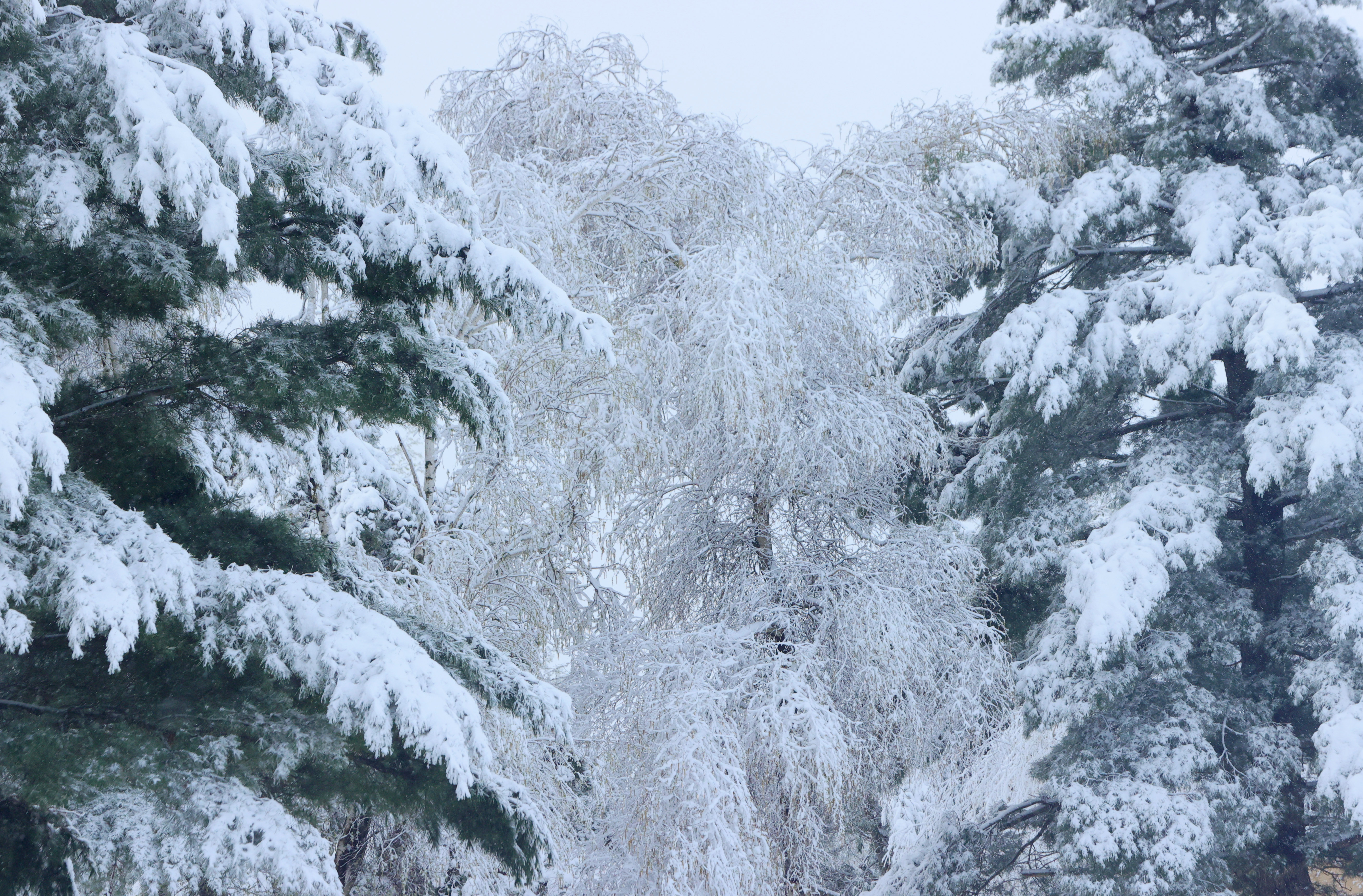 Late spring snow blankets Northeast Ohio, April 21, 2021 - cleveland.com
