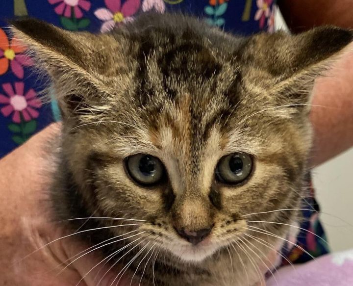 N.J. pets in need: Oct. 25, 2012 - nj.com