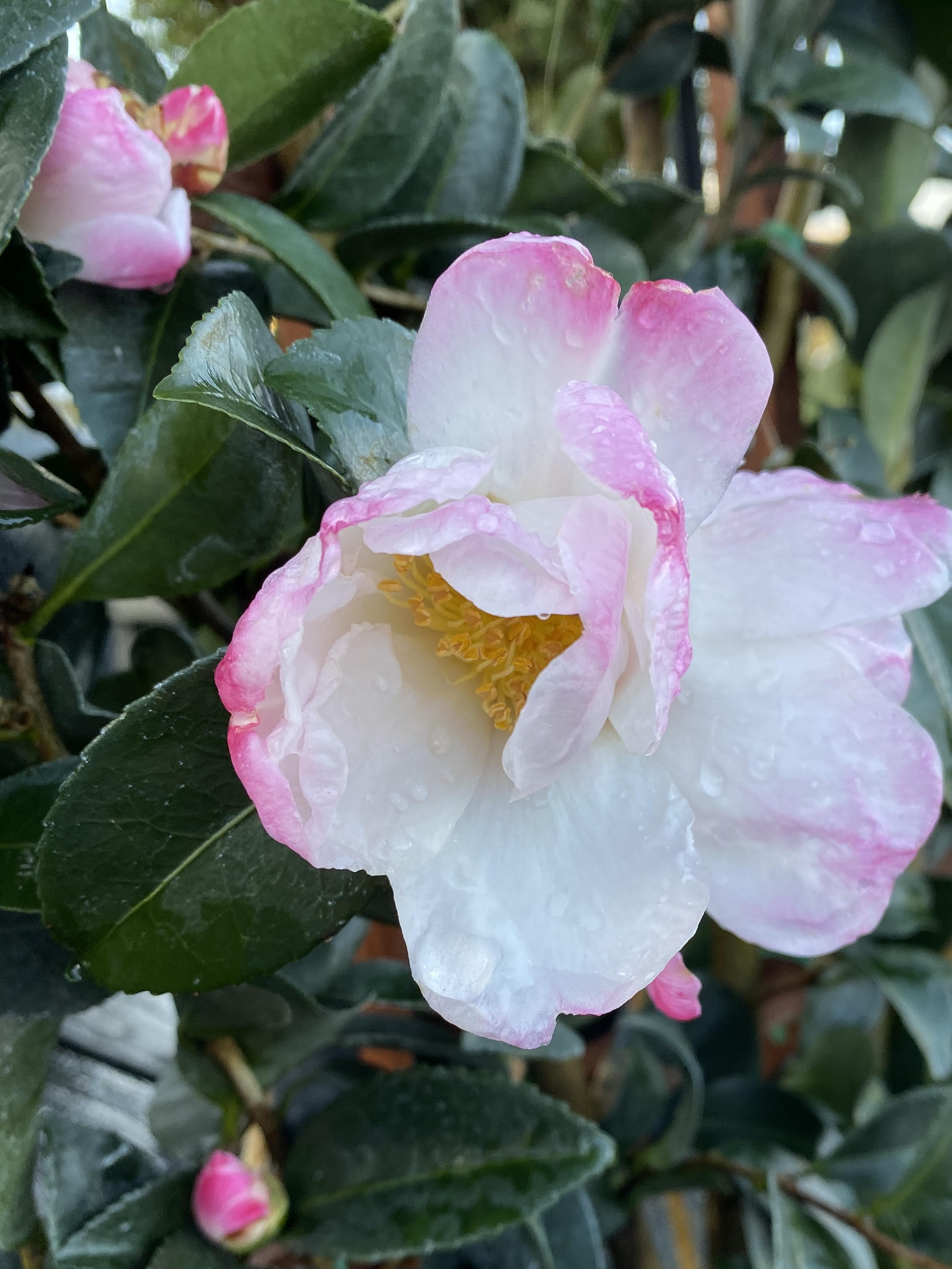 A single layer of white petals with pink edges surround a yellow center.