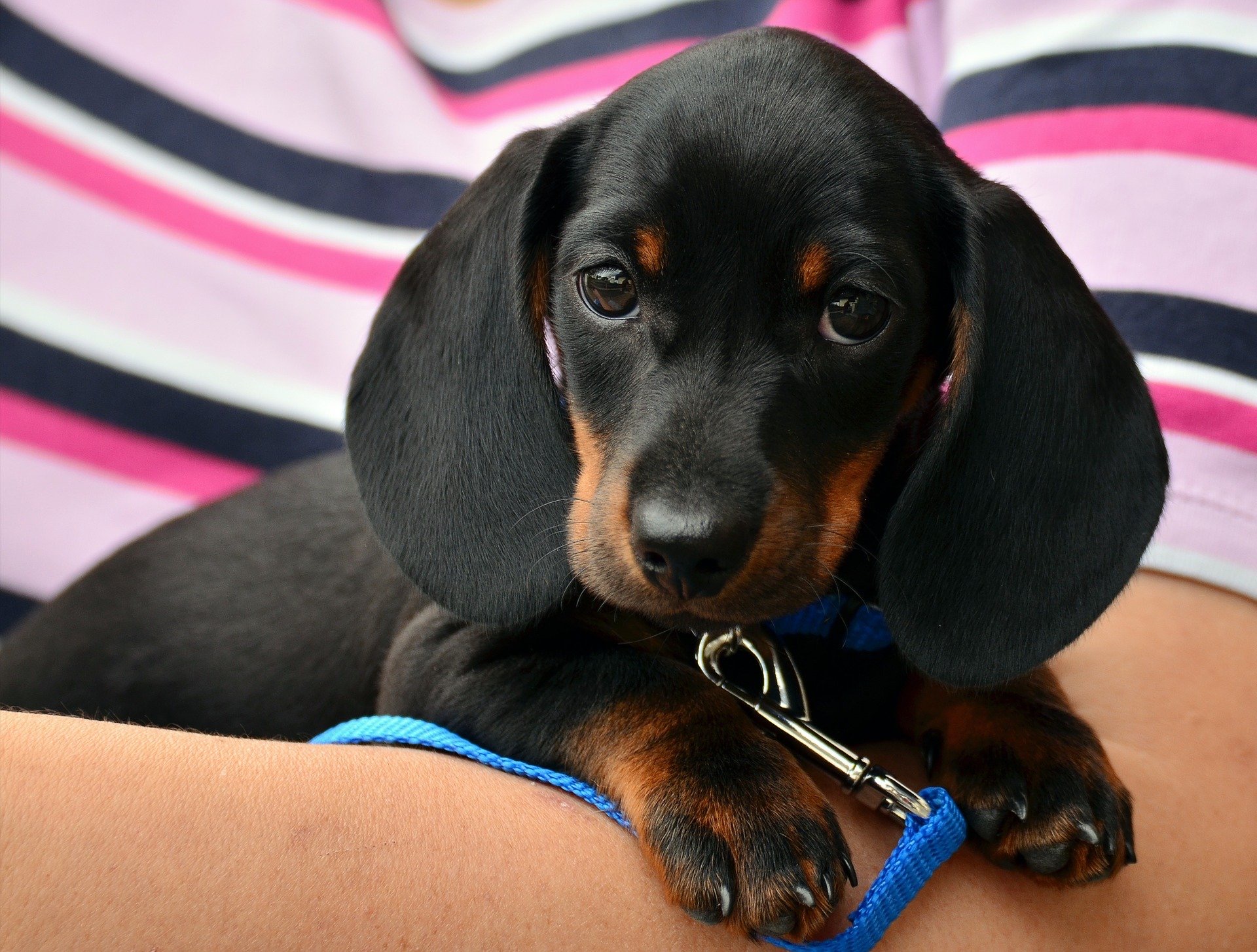 Baltimore Ravens Logo And Dachshund Dogs Team Shirt - High-Quality Printed  Brand