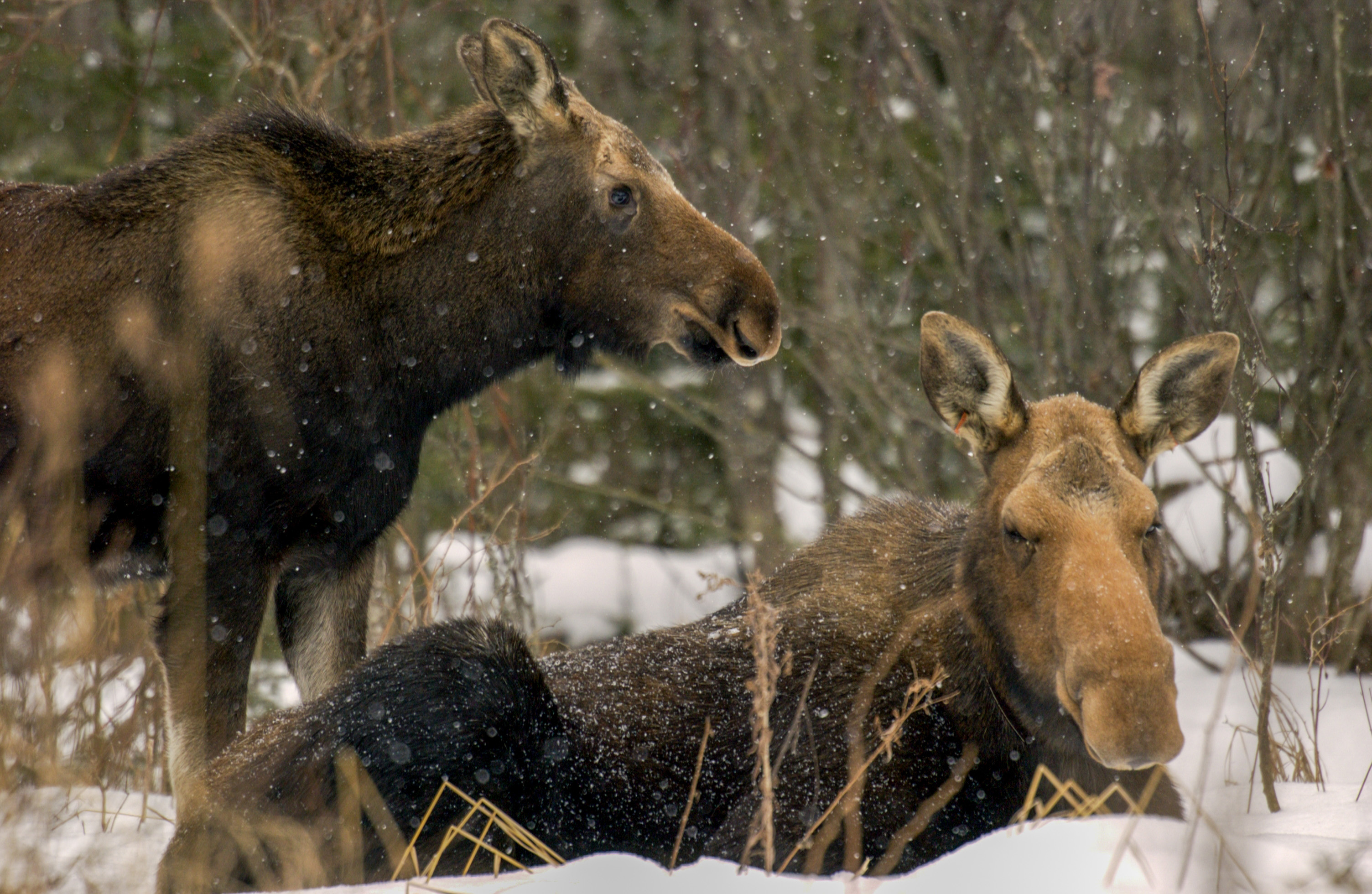 Moose research in Michigan's Upper Peninsula - mlive.com