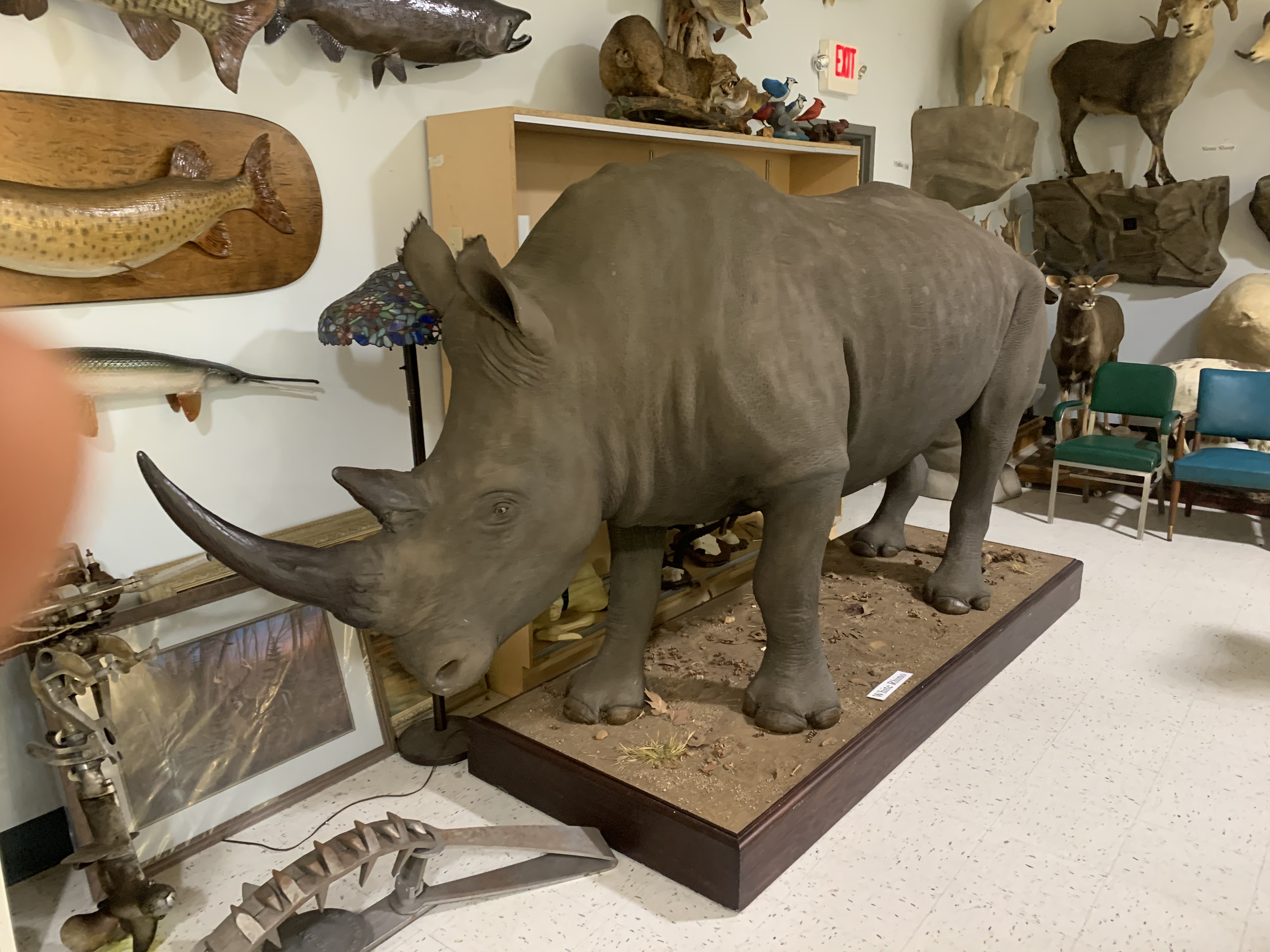 A taxidermy wonderland: The Wildlife Sports and Educational Museum in  Fulton County 