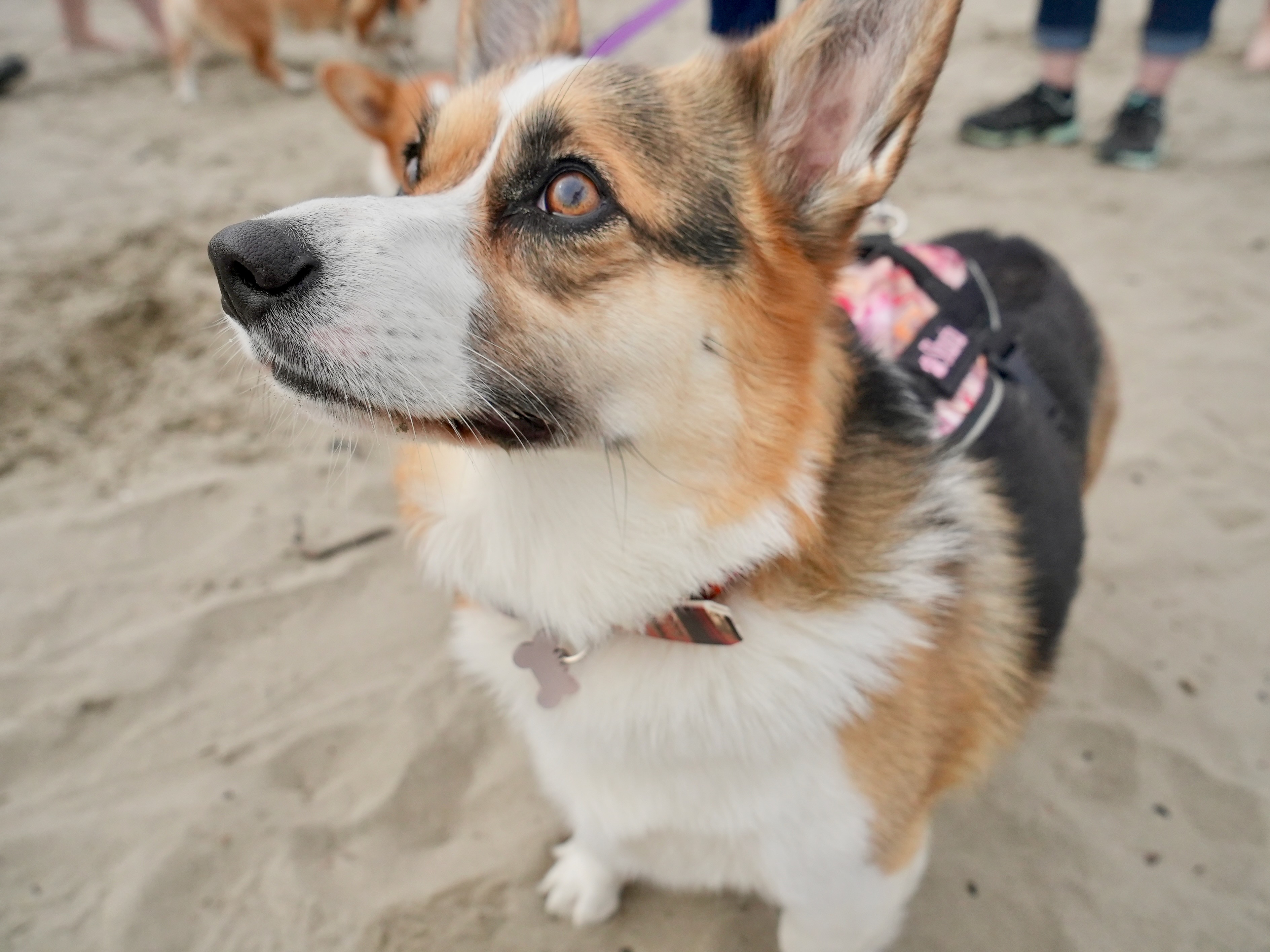 Corgi Beach Takeover - oregonlive.com