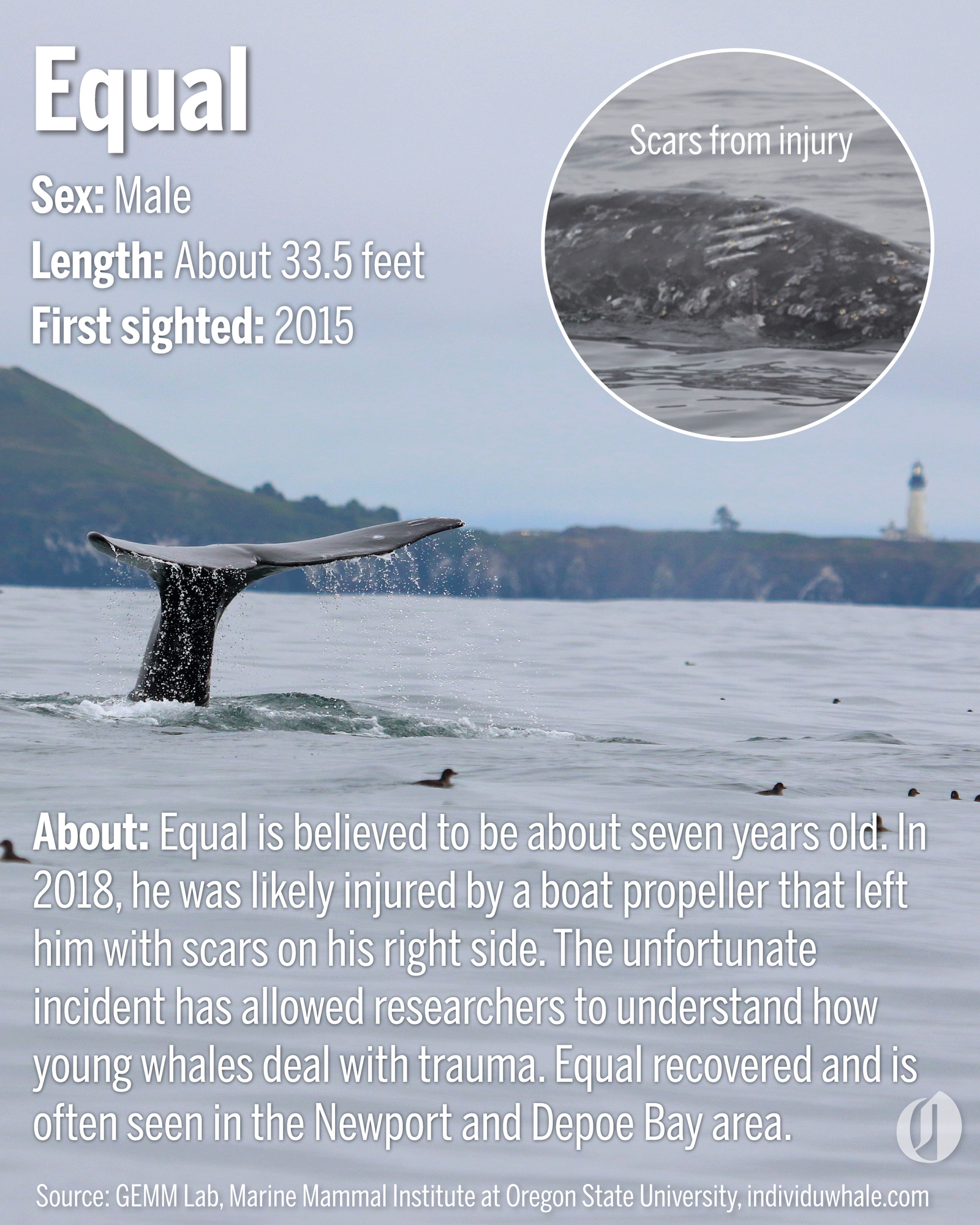 Get to know 10 of Oregons most famous gray whales (photos and graphics) image image