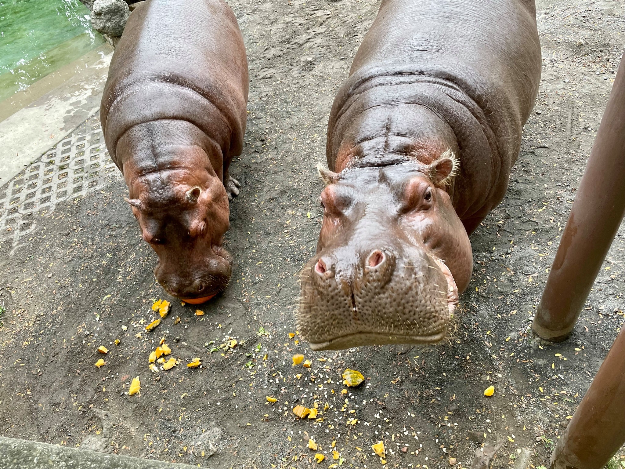 The pumpkin crunch heard around the globe': Phila. Zoo hippo video