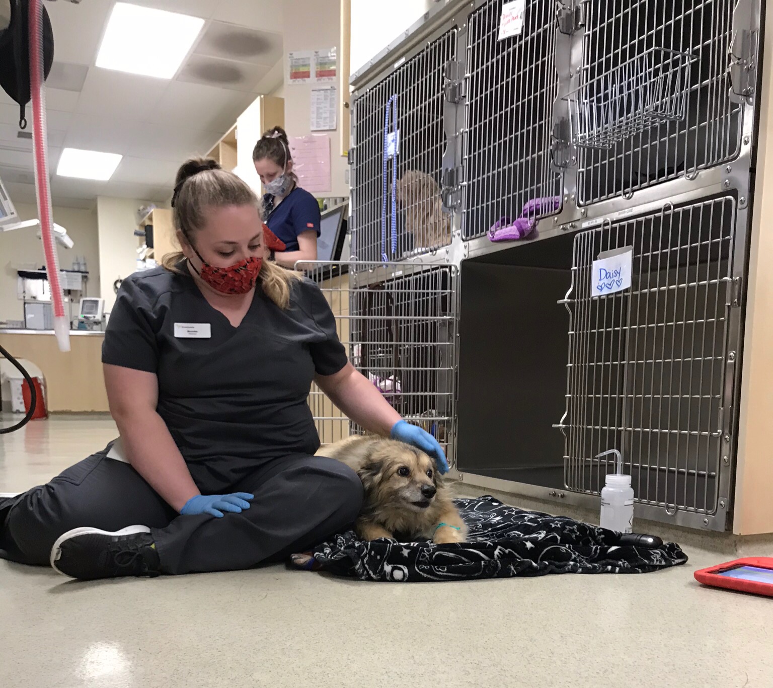 Oregon veterinary clinics resume non-emergency procedures, but pet care is  a long way from business-as-usual amid coronavirus crisis 