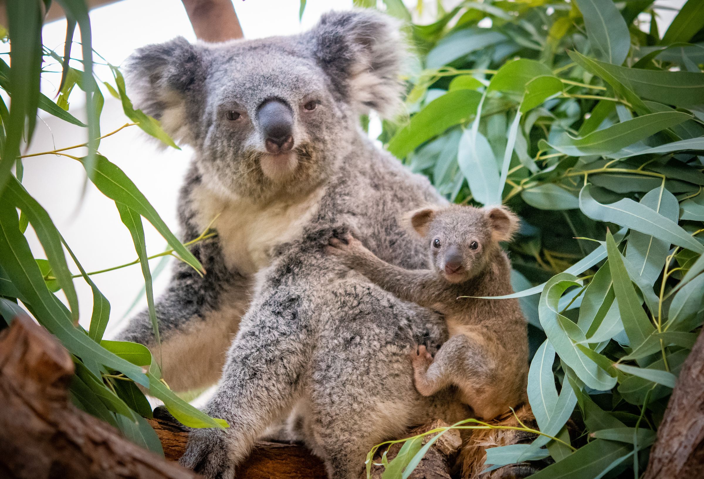 Koala Bear Is Carrying Baby Koala Stock Photo, Picture And Royalty Free  Image