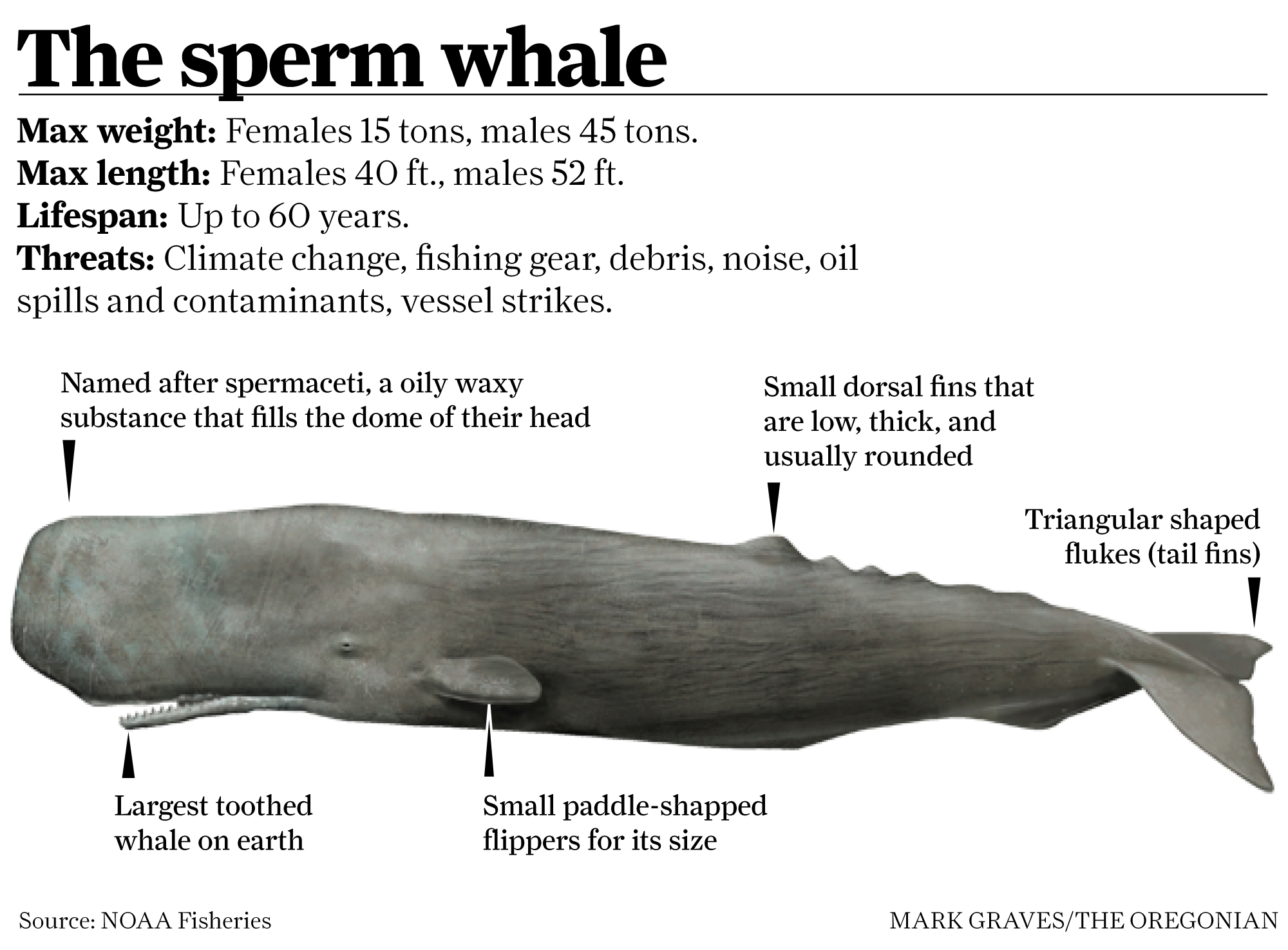 Sperm whale beached in Oregon killed by ship, feds find