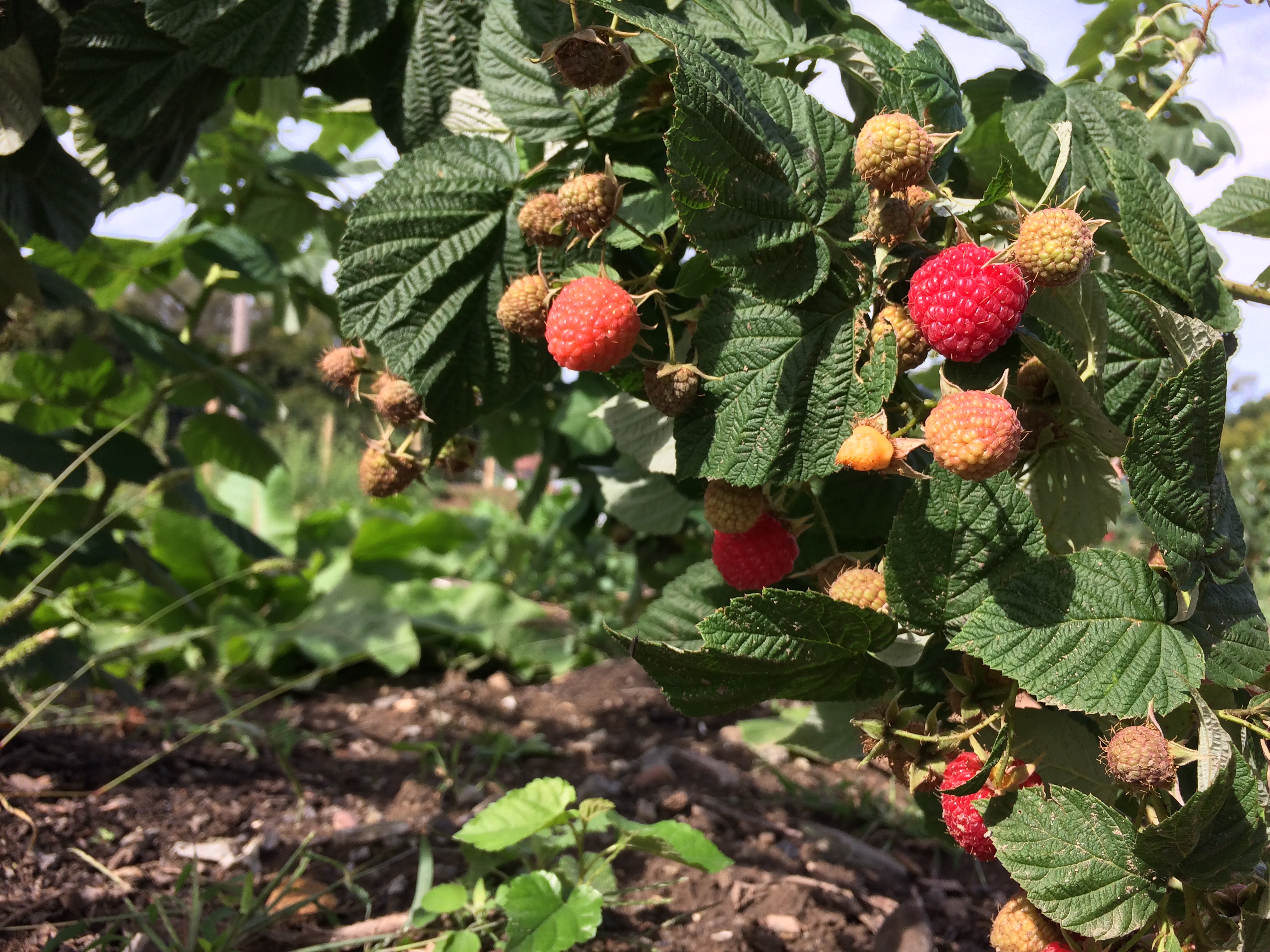 affect growth, Neighbor\'s Ask could an expert: yield raspberries of spraying