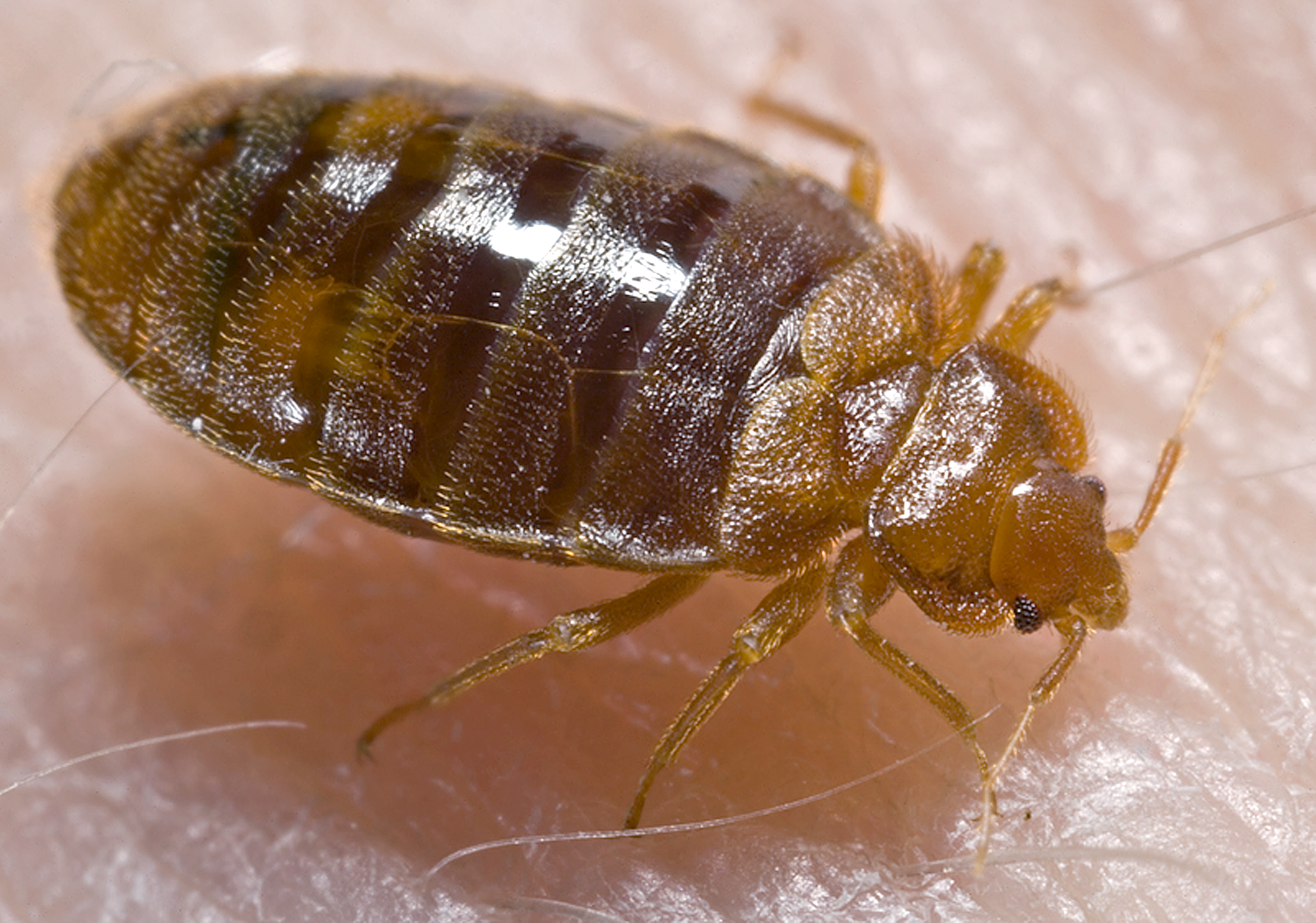 Here are 8 easy ways to know if you have bed bugs - silive.com