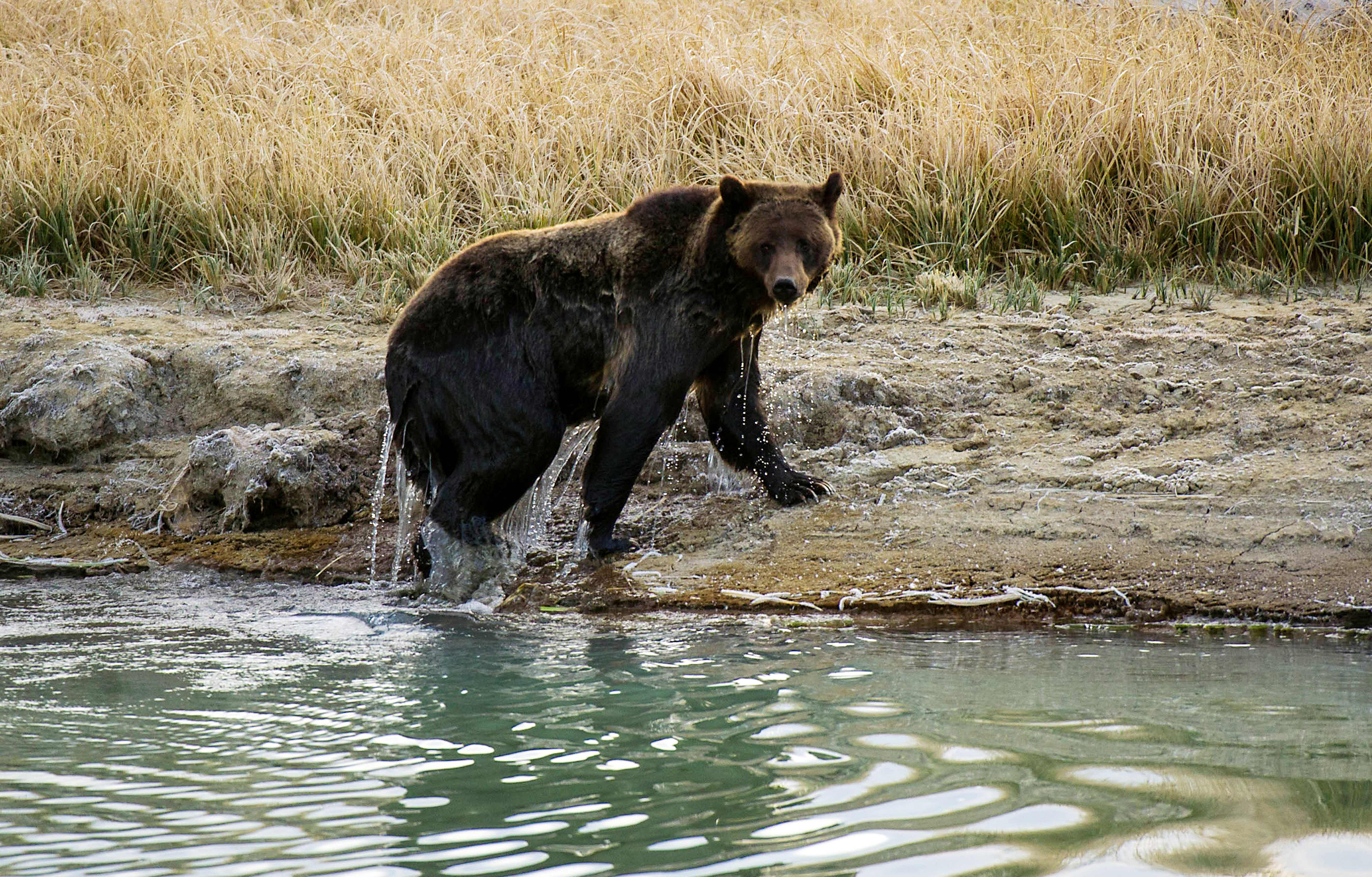 Protecting B.C.'s grizzly bears means protecting the wild places you know  and love - Yellowstone to Yukon Conservation Initiative