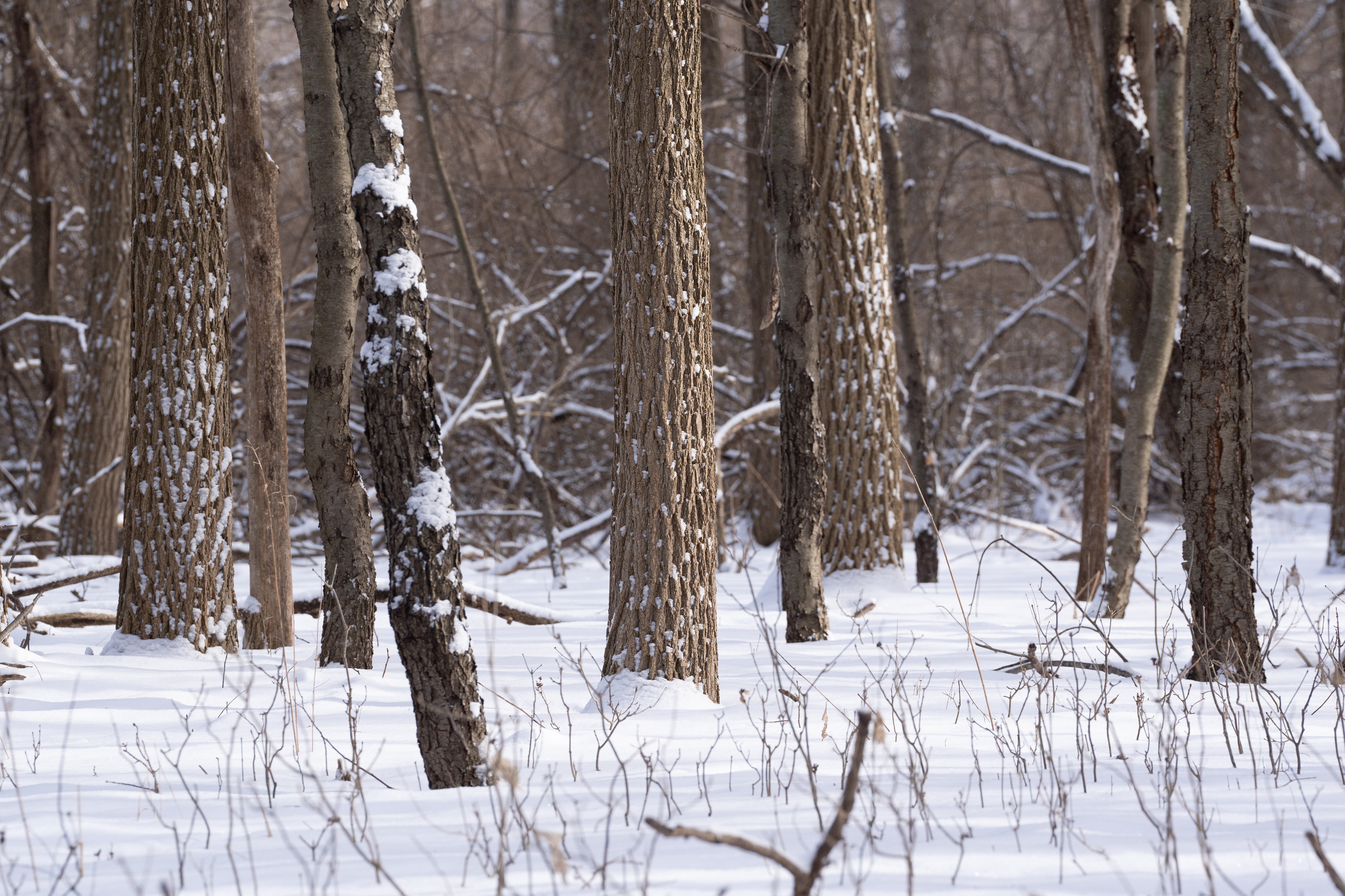 January 17, 2022 – Winter Trees – Barton Arboretum and Nature Preserve