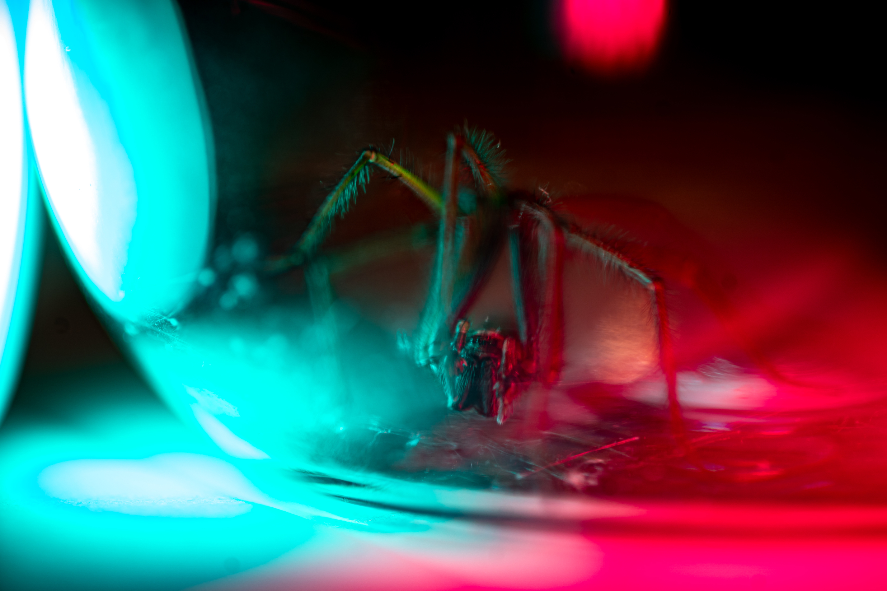 Oregon giant house spider - oregonlive.com