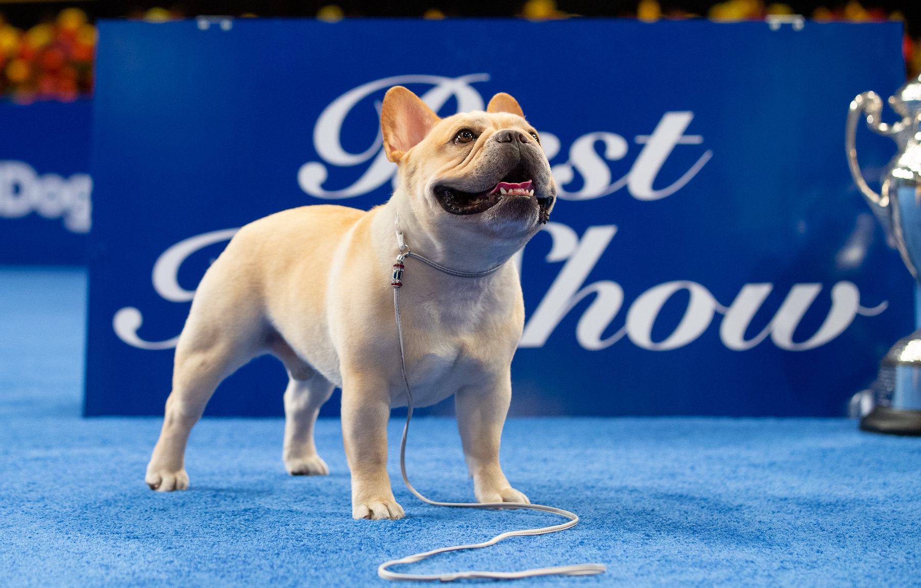 Florida Dog Show Competition - 2022